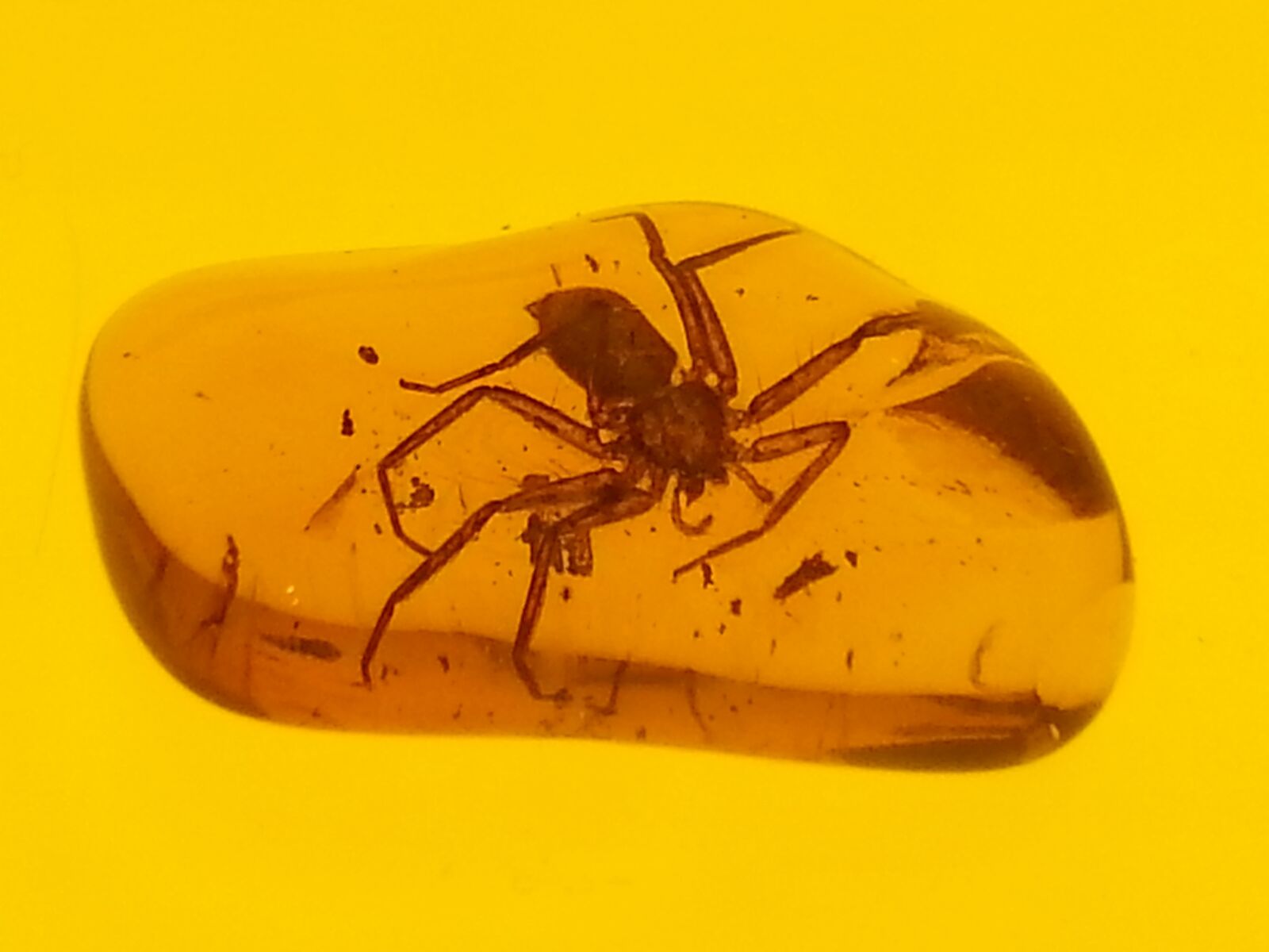 Samsung Galaxy Note2 sample photo. Amber, yellow, spider photography