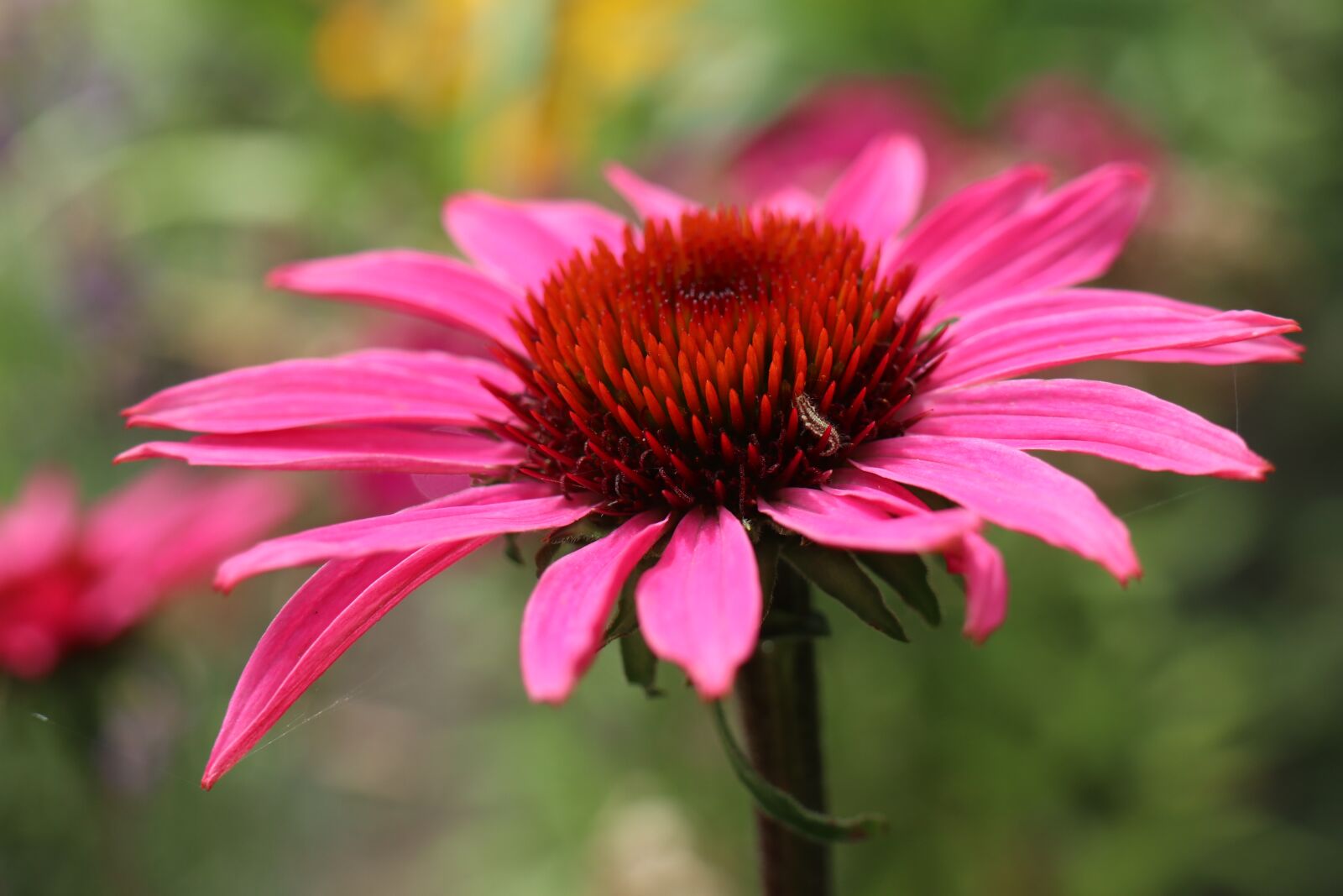 Canon EOS M6 sample photo. Flower, summer, garden photography