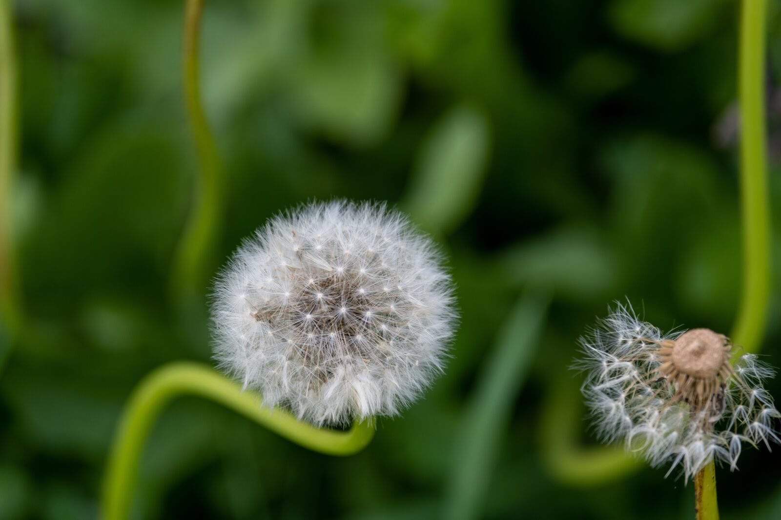 Fujifilm XF 55-200mm F3.5-4.8 R LM OIS sample photo. Dandelion, rod, seed photography