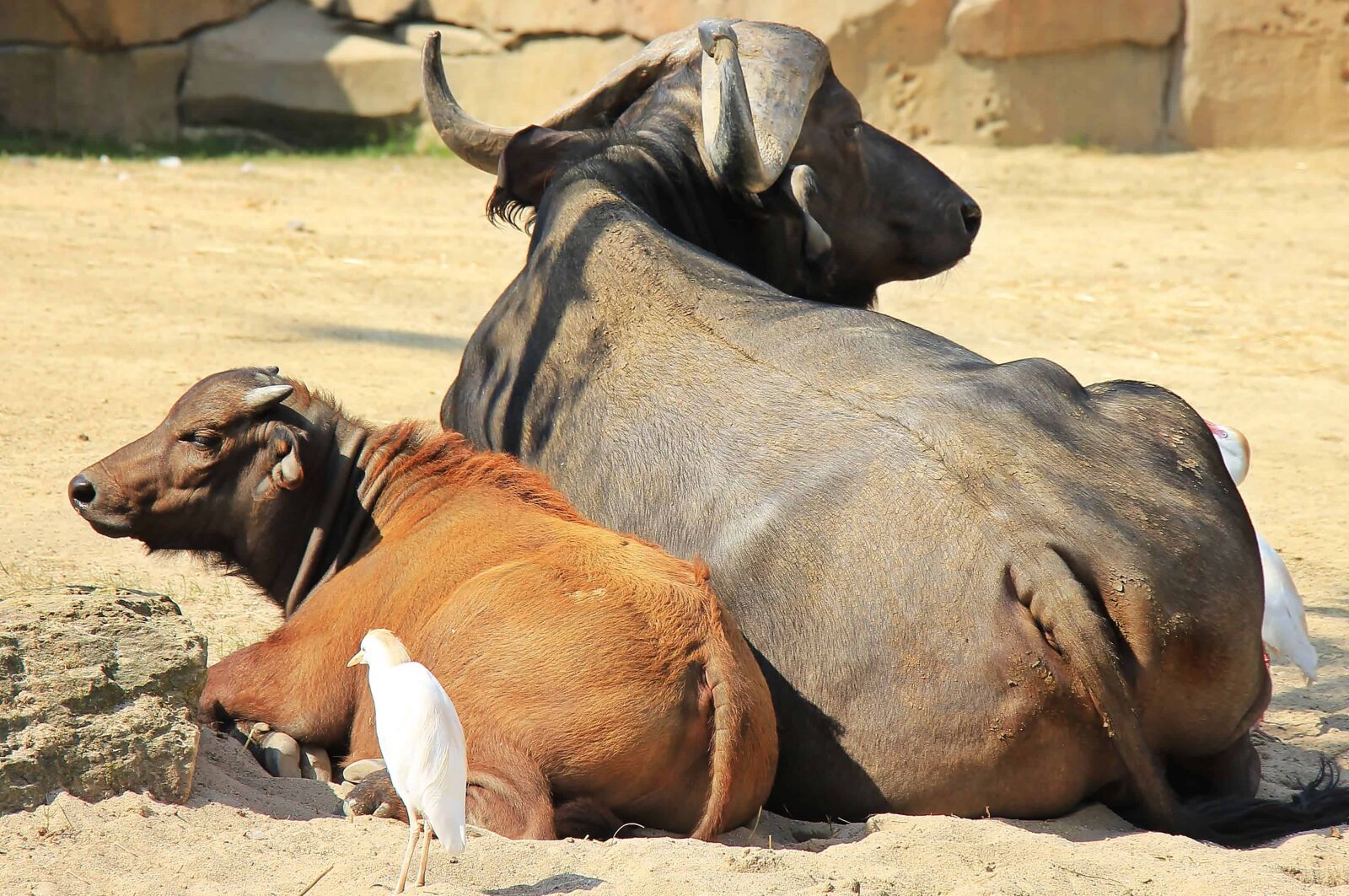 Canon EOS 550D (EOS Rebel T2i / EOS Kiss X4) sample photo. Animal, cow, head, horn photography