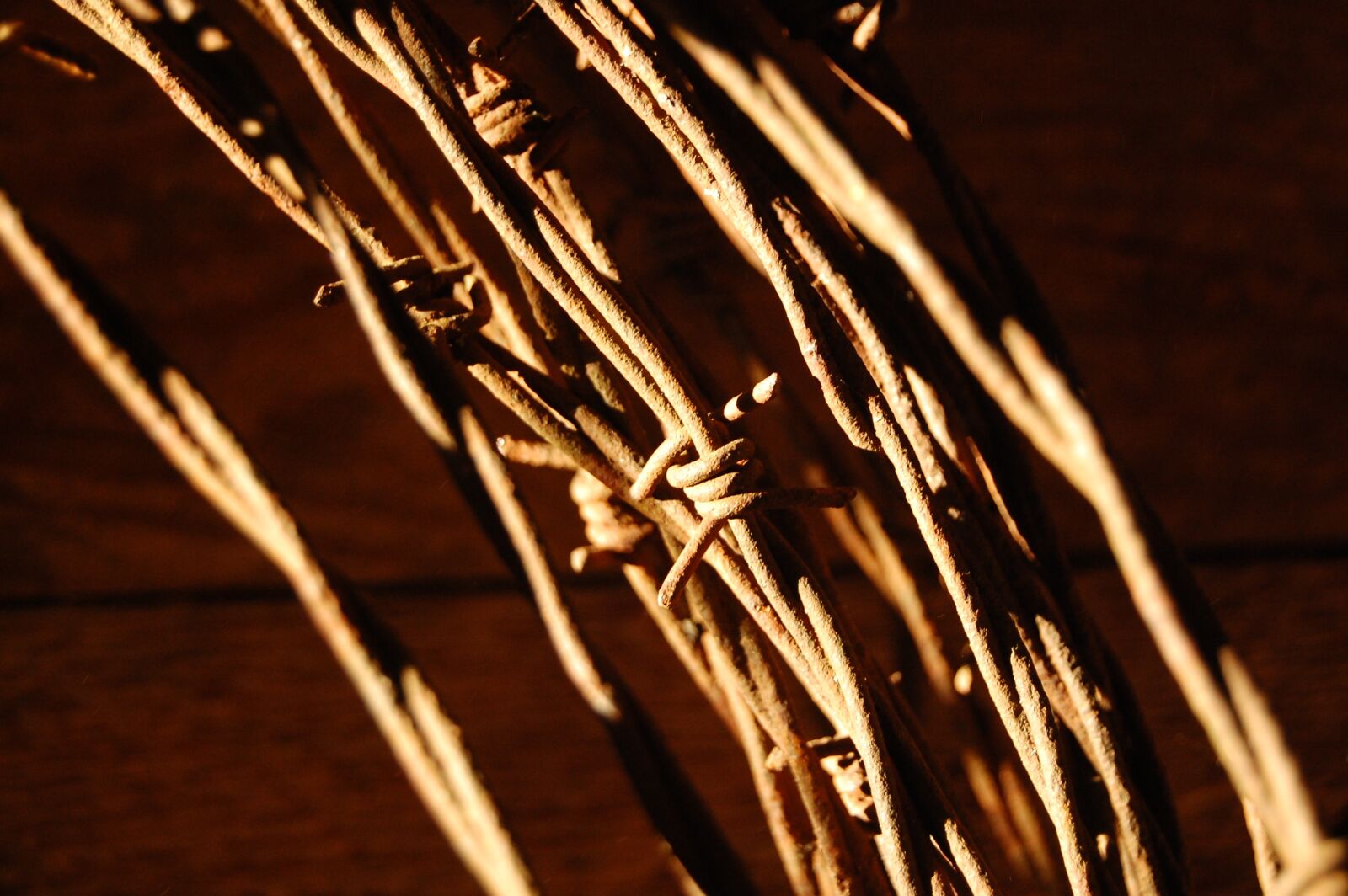 Nikon D40 sample photo. Barbed wire, sunlight, farming photography