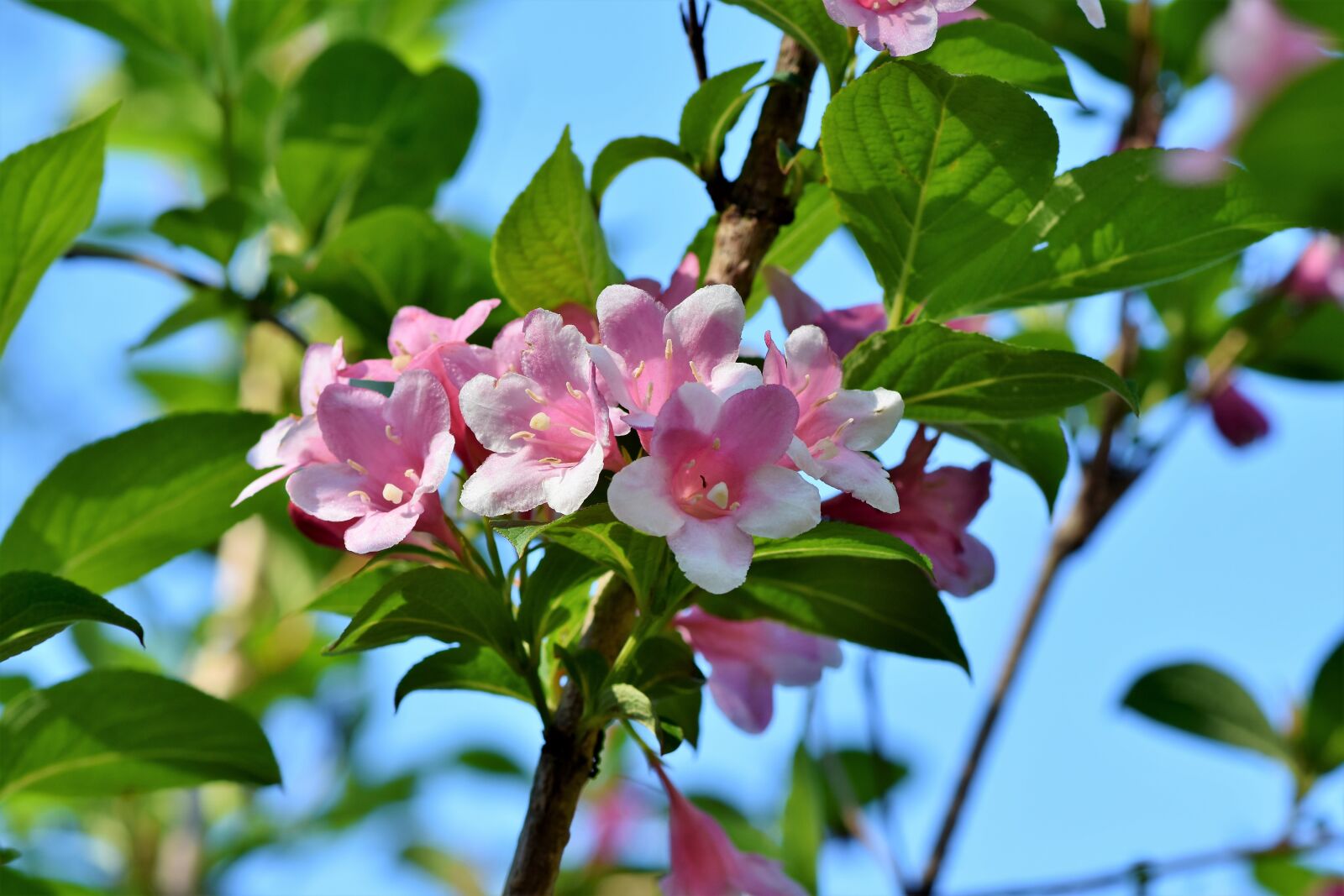 Nikon D7200 sample photo. Jasmin, jasmine flower, mock photography
