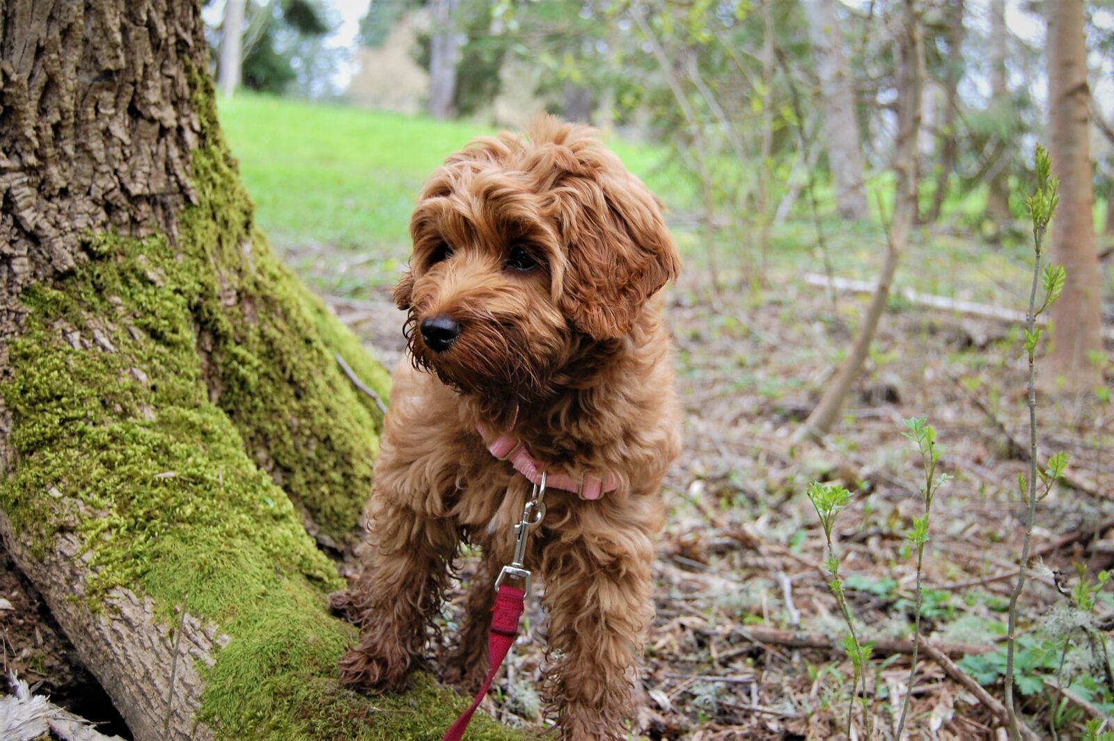 Nikon D40 sample photo. Puppy, exploring, mossy tree photography