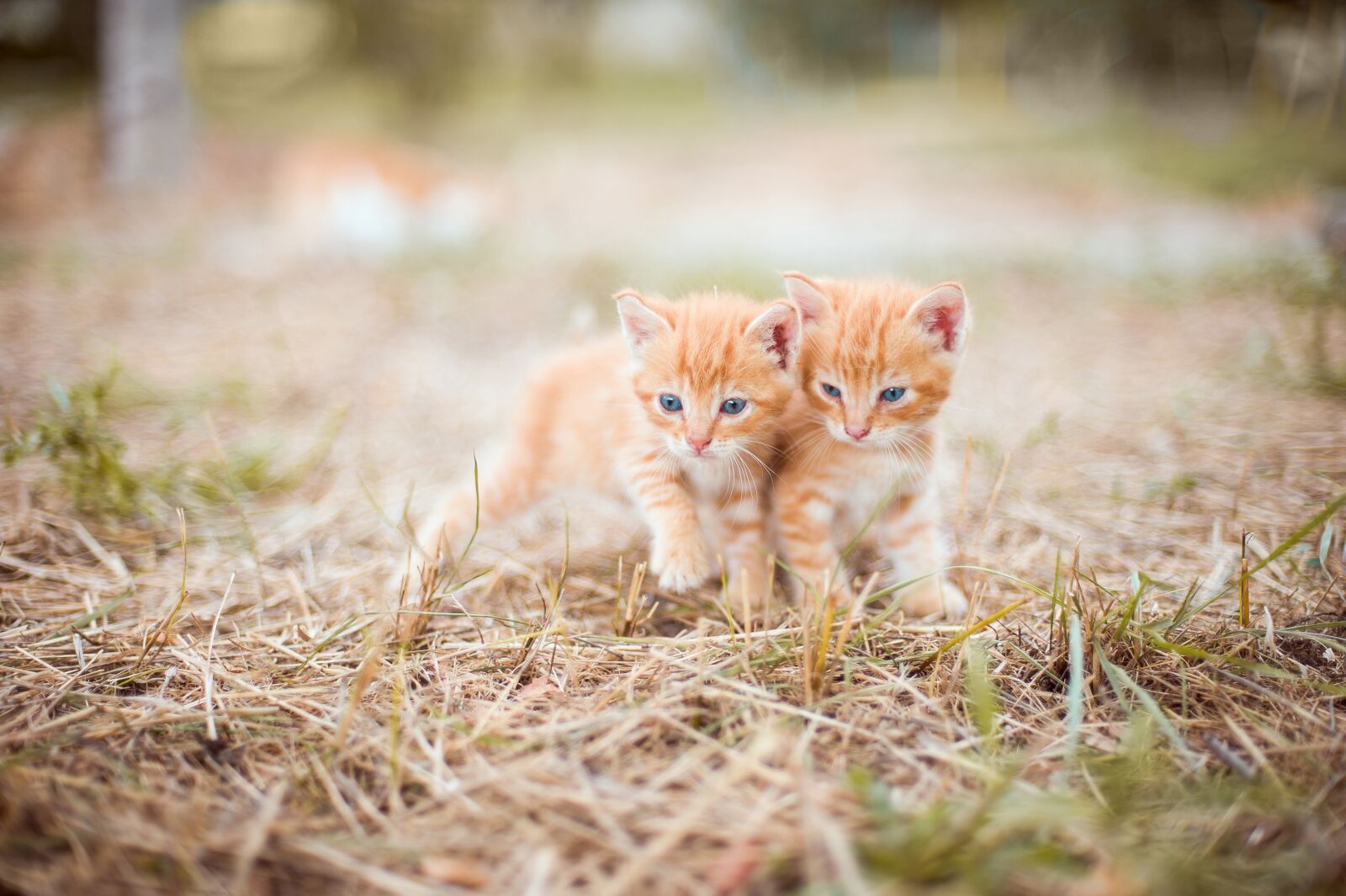 Nikon D700 sample photo. Kitten, red, two photography