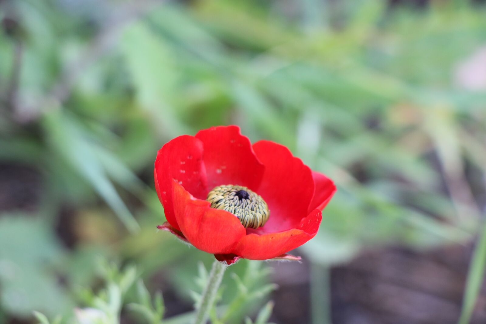 Canon EOS 7D Mark II sample photo. Nature, flora, leaf photography