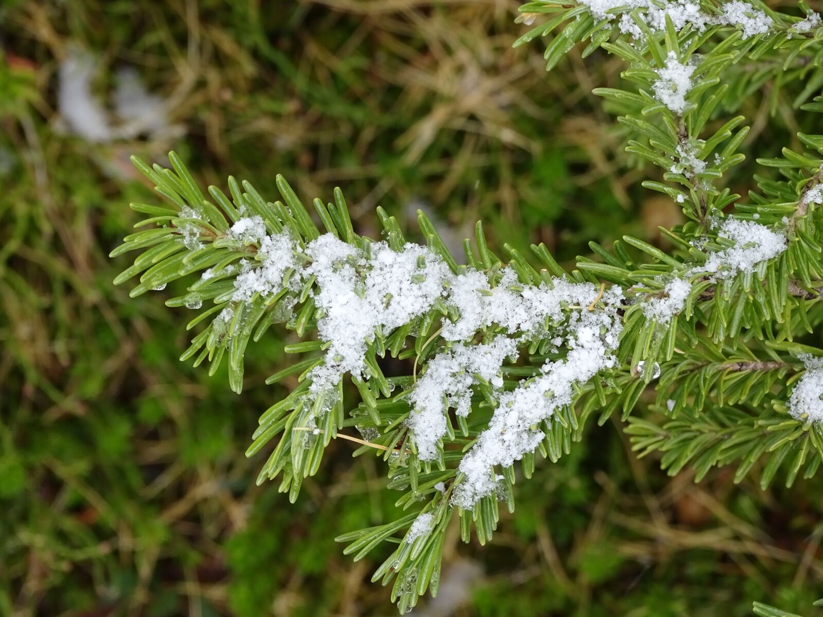 Sony Cyber-shot DSC-HX400V sample photo. Evergreen, snow, melting photography
