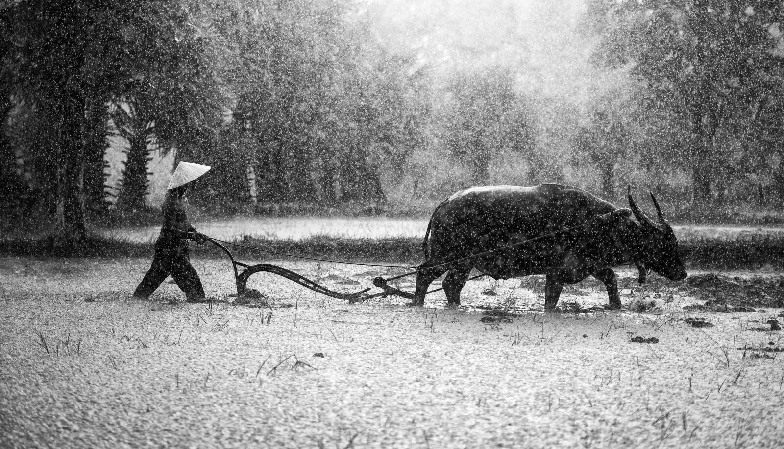 Nikon D810 sample photo. Agriculture, asia, cambodia photography