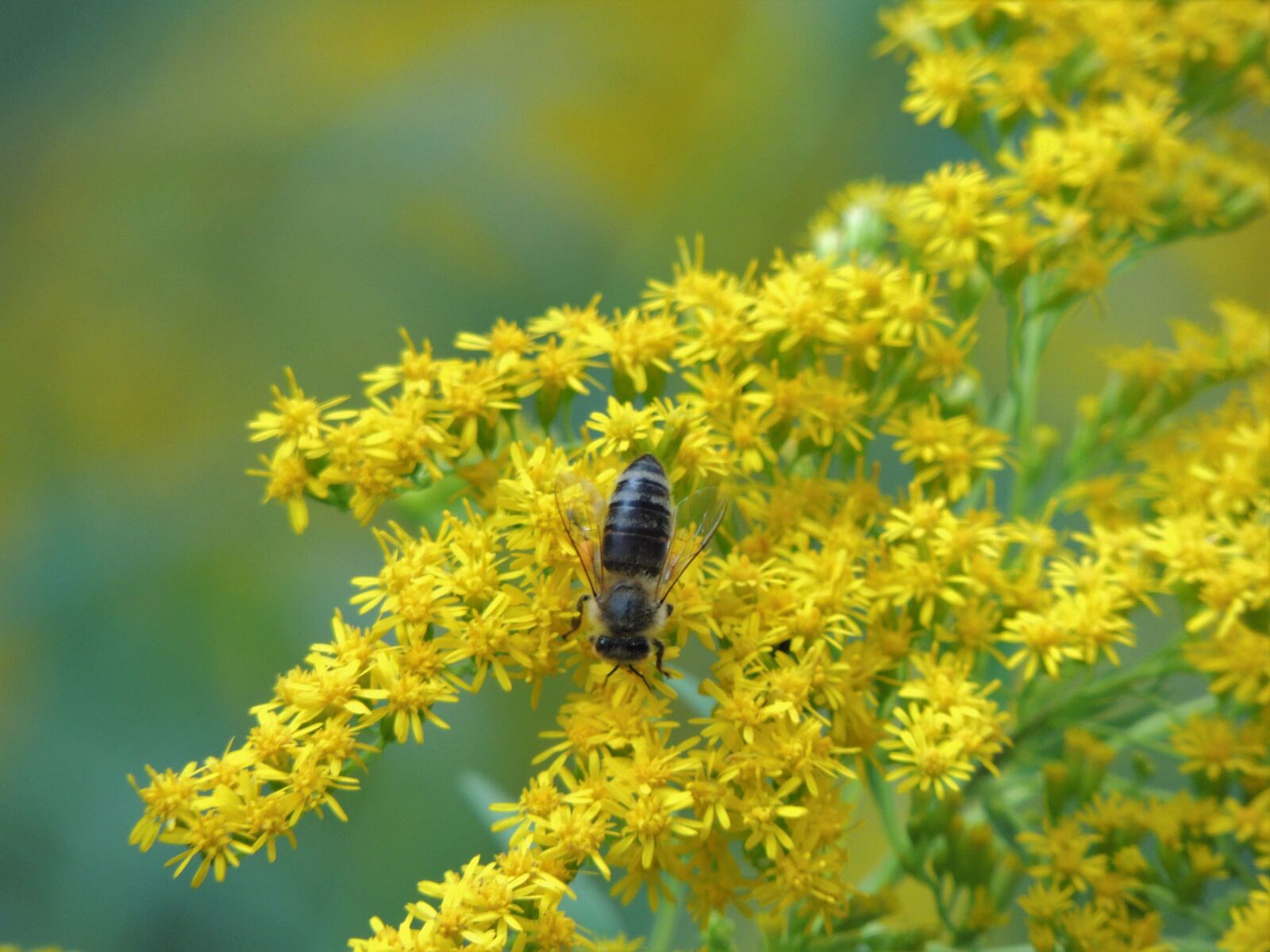 Nikon Coolpix P510 sample photo. Bee, plant, insect photography