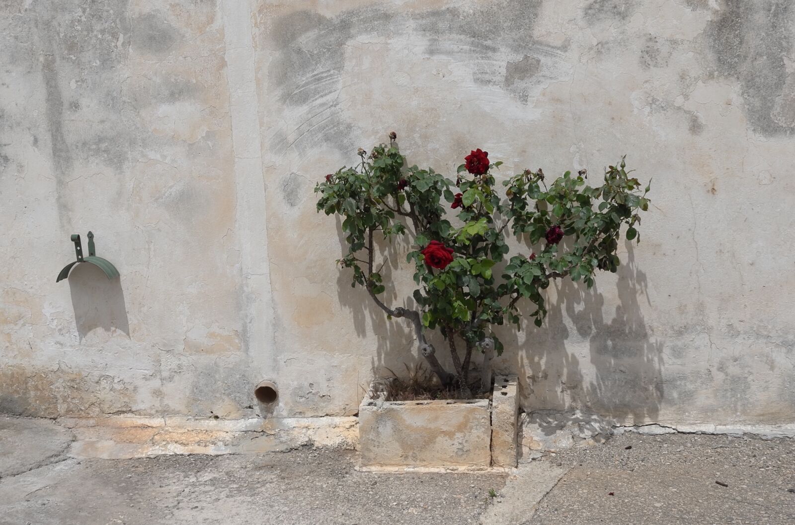 Leica X (Typ 113) sample photo. Flowers, rose, red photography