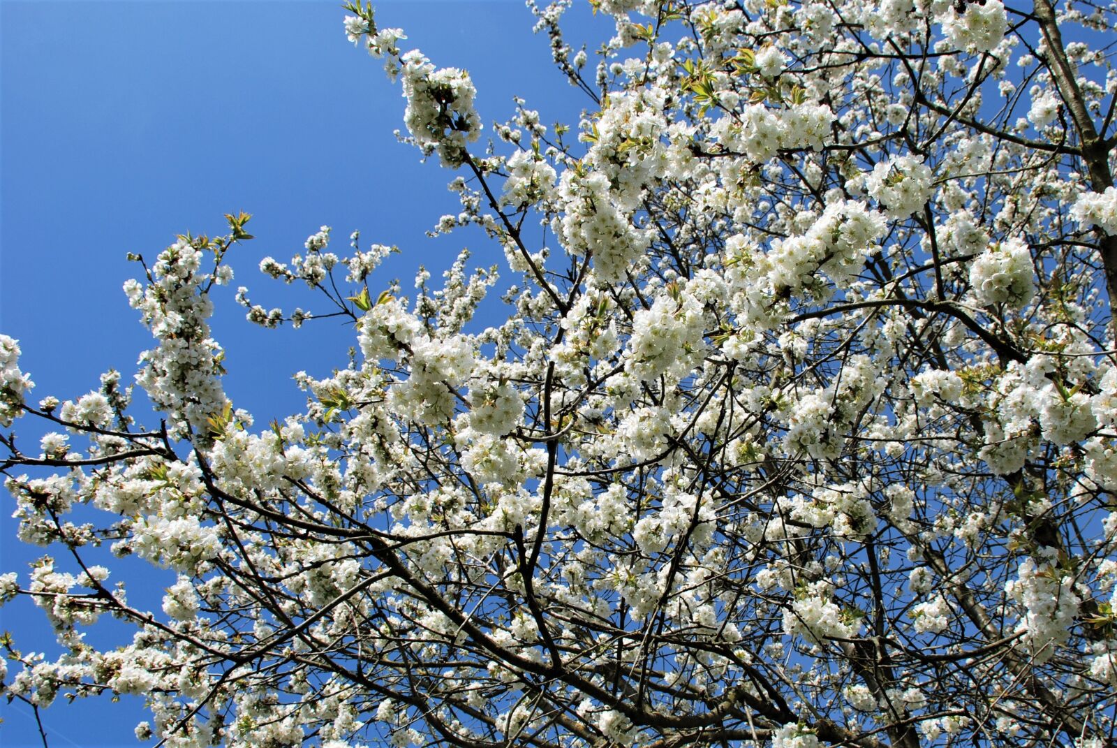 Nikon D80 sample photo. Tree, blossom, bloom photography
