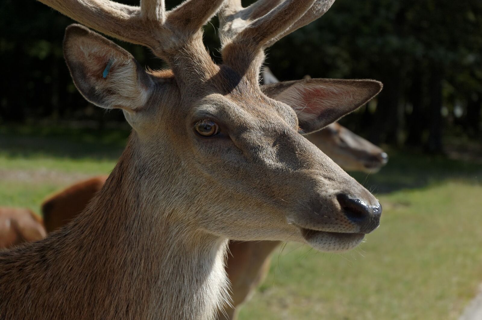 Nikon D40 sample photo. Deer, head, zoo photography