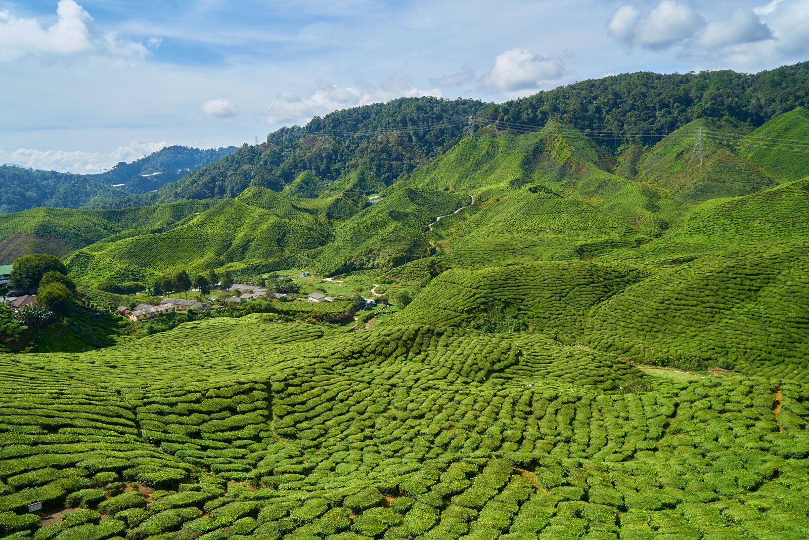 Sony a7R II sample photo. Tea, field, plant photography