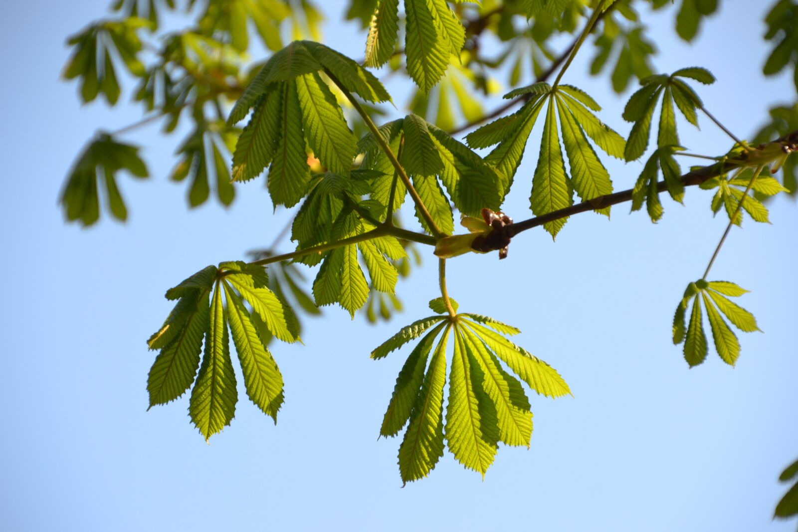 Nikon D3100 sample photo. Leaves, tree, chestnut tree photography