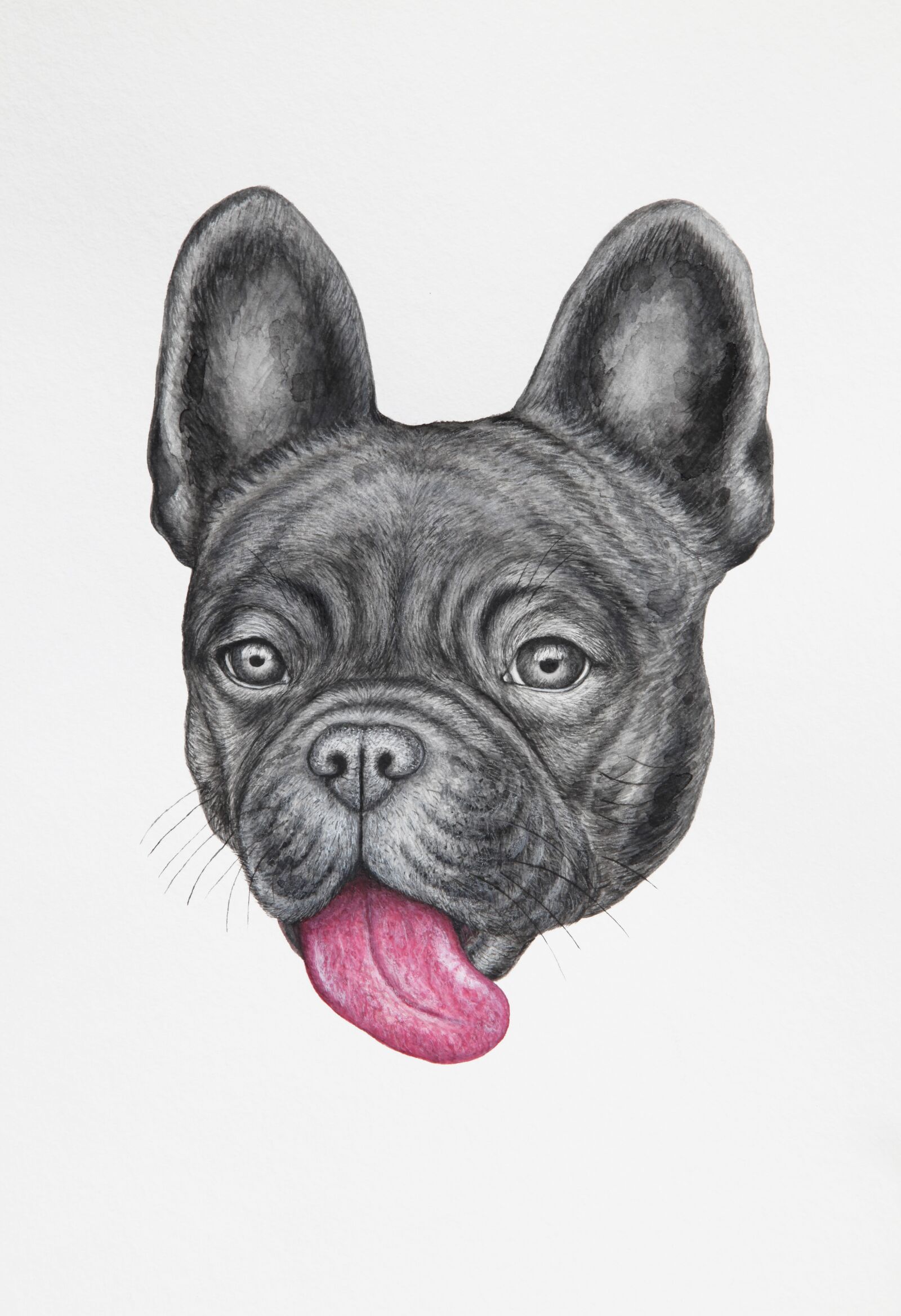 Canon EOS 5D Mark II sample photo. Frenchie, french bulldog, pet photography
