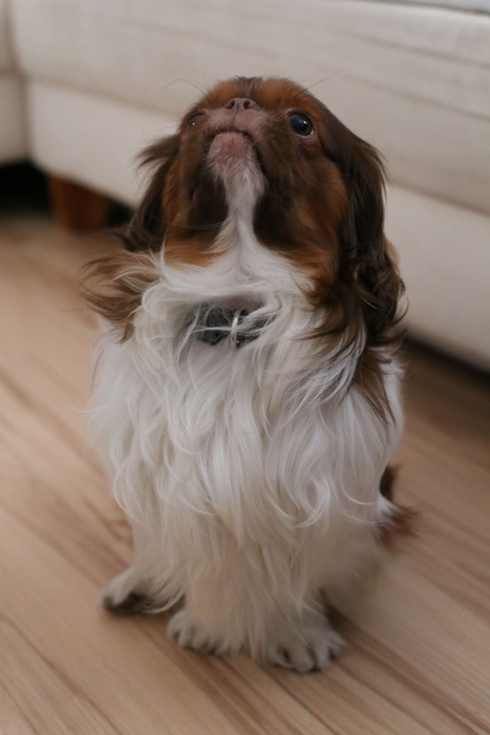 Canon EOS 6D + Canon EF 50mm F1.4 USM sample photo. Proud, dog, confident photography