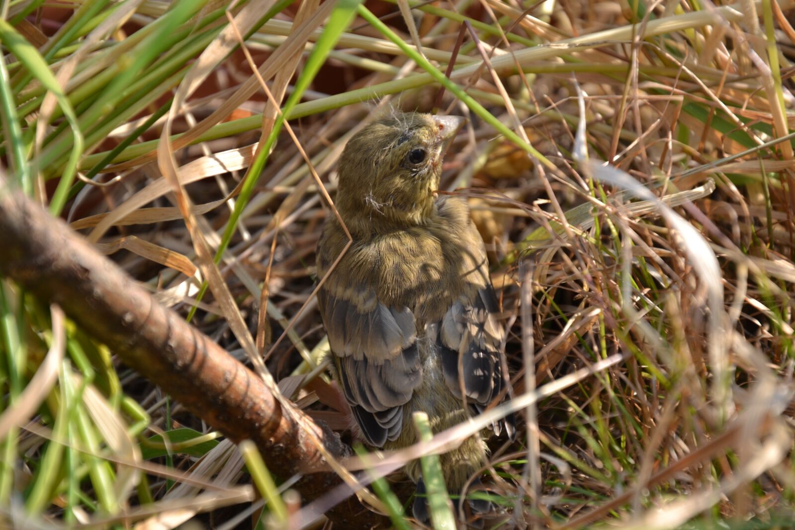 Nikon D3100 sample photo. Bird, branching, close up photography