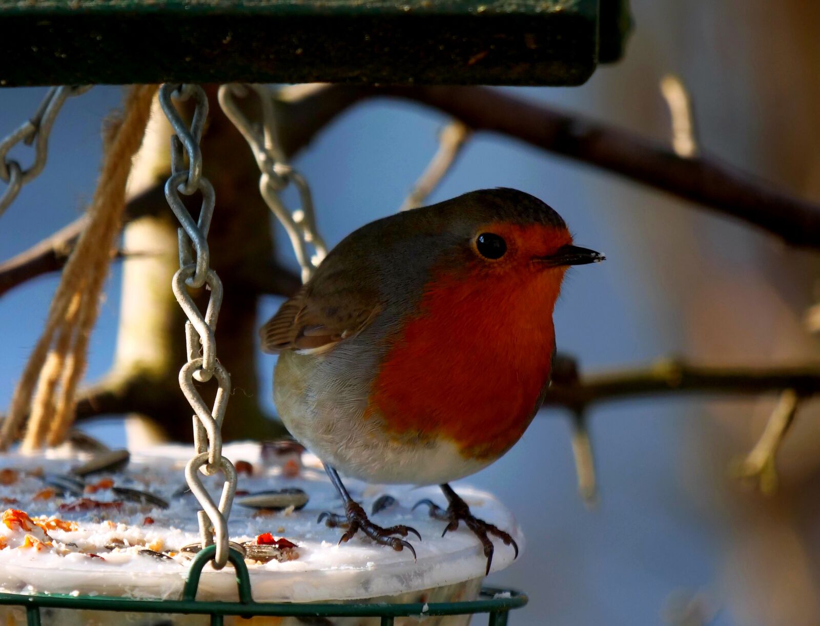 Panasonic Lumix DC-G9 sample photo. Robin, bird, songbird photography