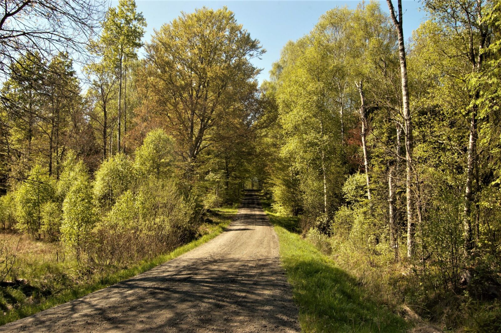 Nikon D40 sample photo. Forest, green, landscape, nature photography
