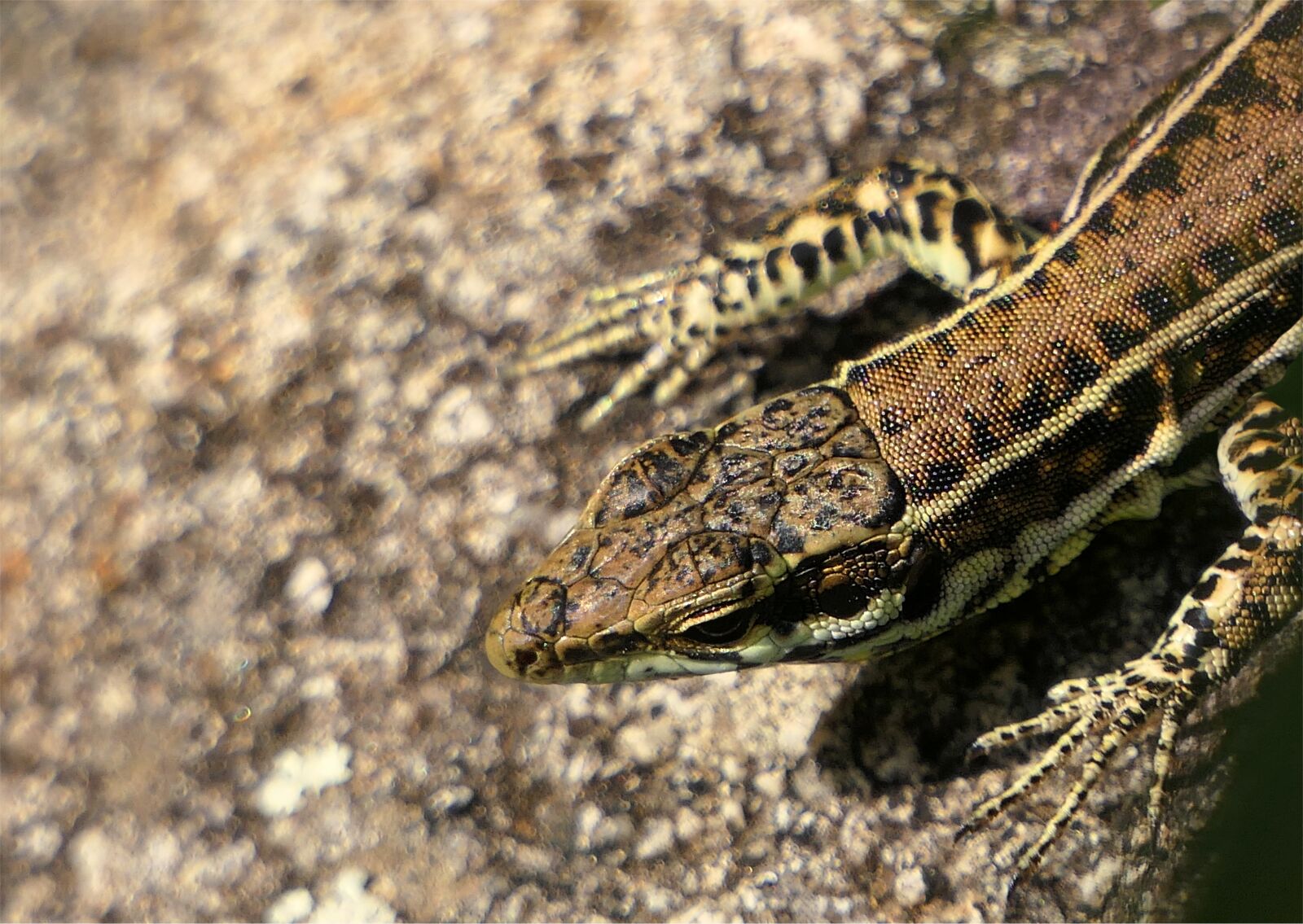 Panasonic Lumix DMC-FZ2500 (Lumix DMC-FZ2000) sample photo. Lizard, head, rock photography
