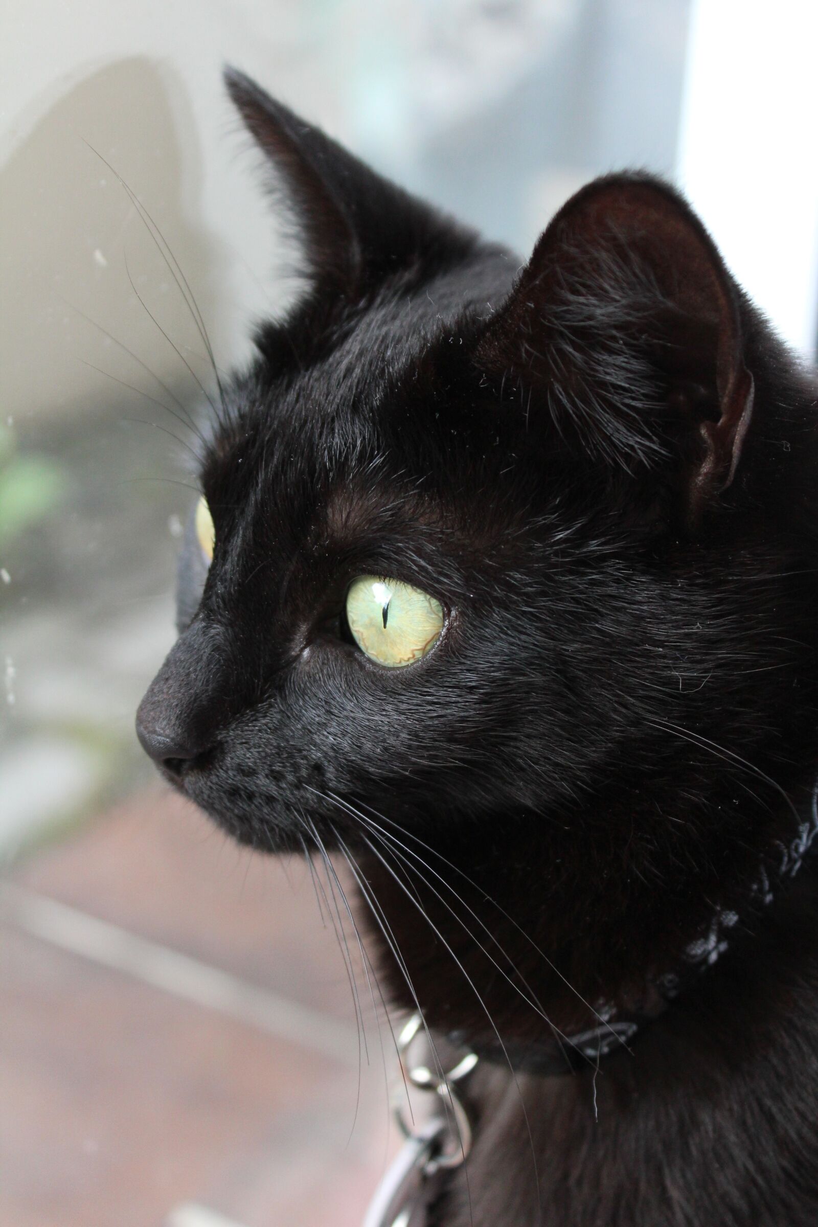 Canon EOS 1200D (EOS Rebel T5 / EOS Kiss X70 / EOS Hi) sample photo. Cat, black cat, pet photography
