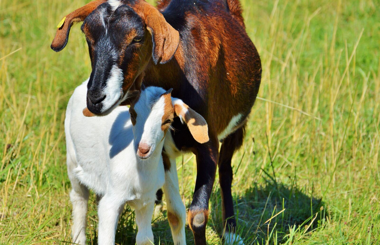 Nikon D3200 sample photo. Goat, prima donna, geiss photography