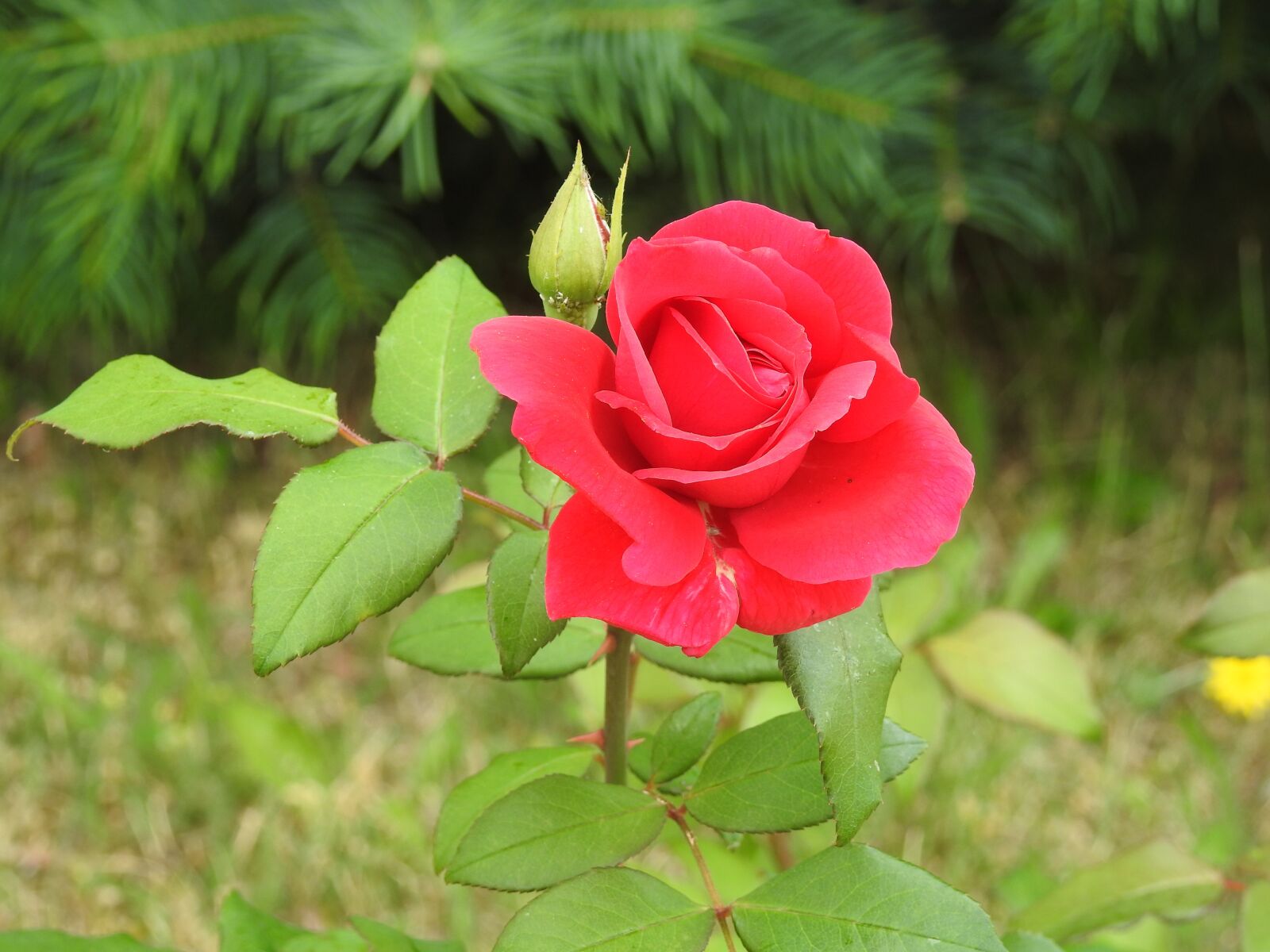 Nikon Coolpix P900 sample photo. Beautiful rose, garden, flowers photography