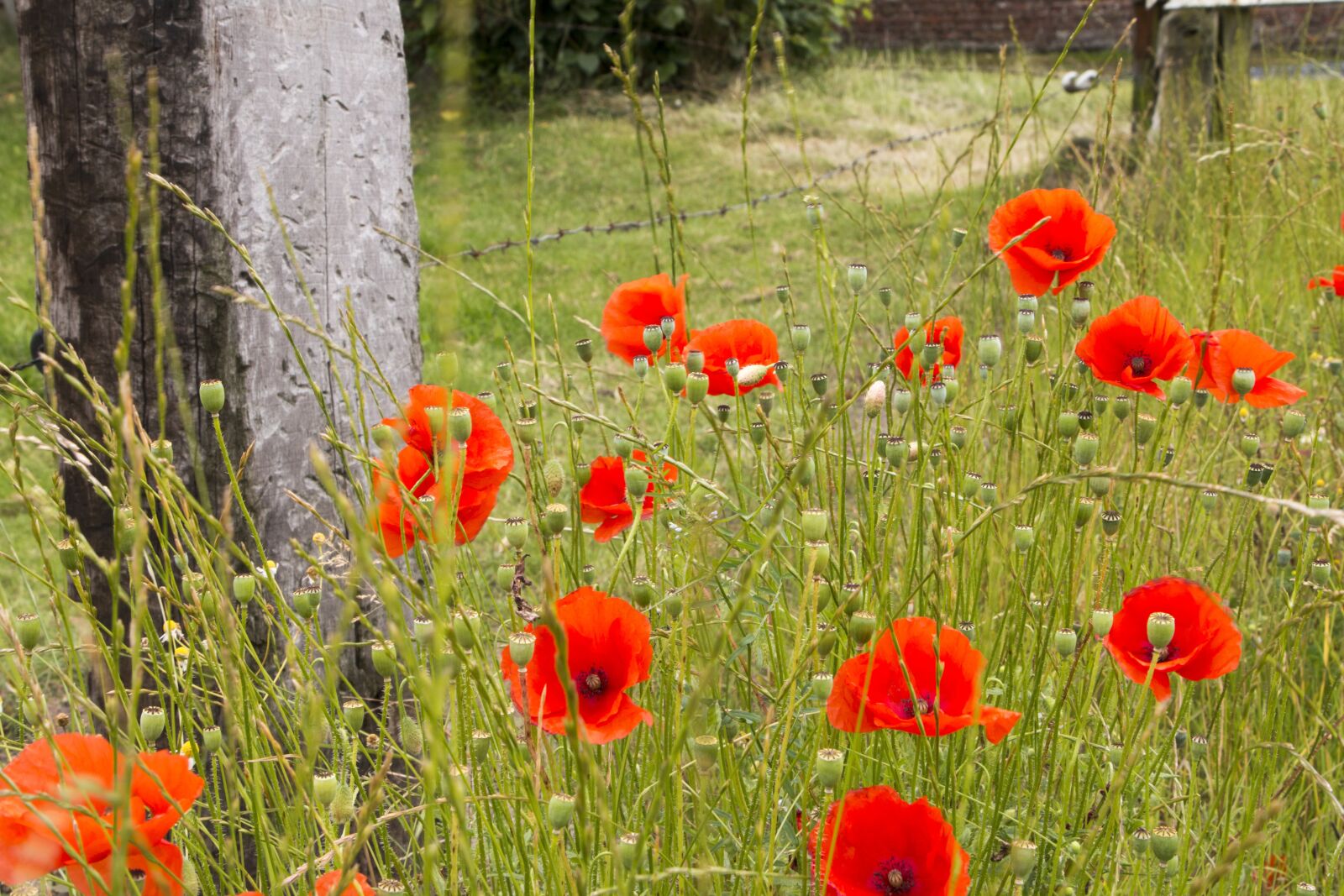 Canon EOS 70D sample photo. Poppies, summer, red photography