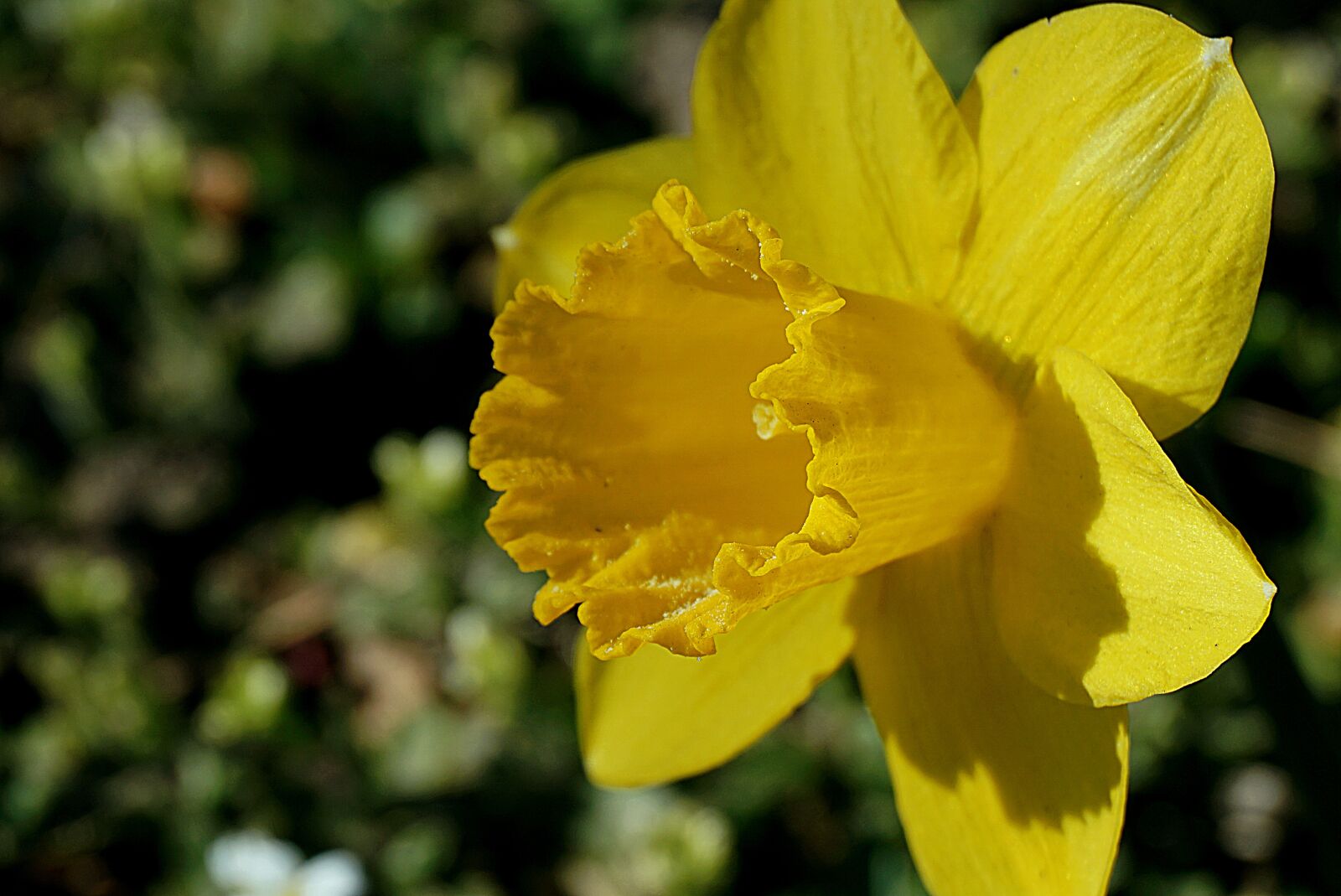 Sony a6000 sample photo. Daffodil, daffodil yellow, pollen photography