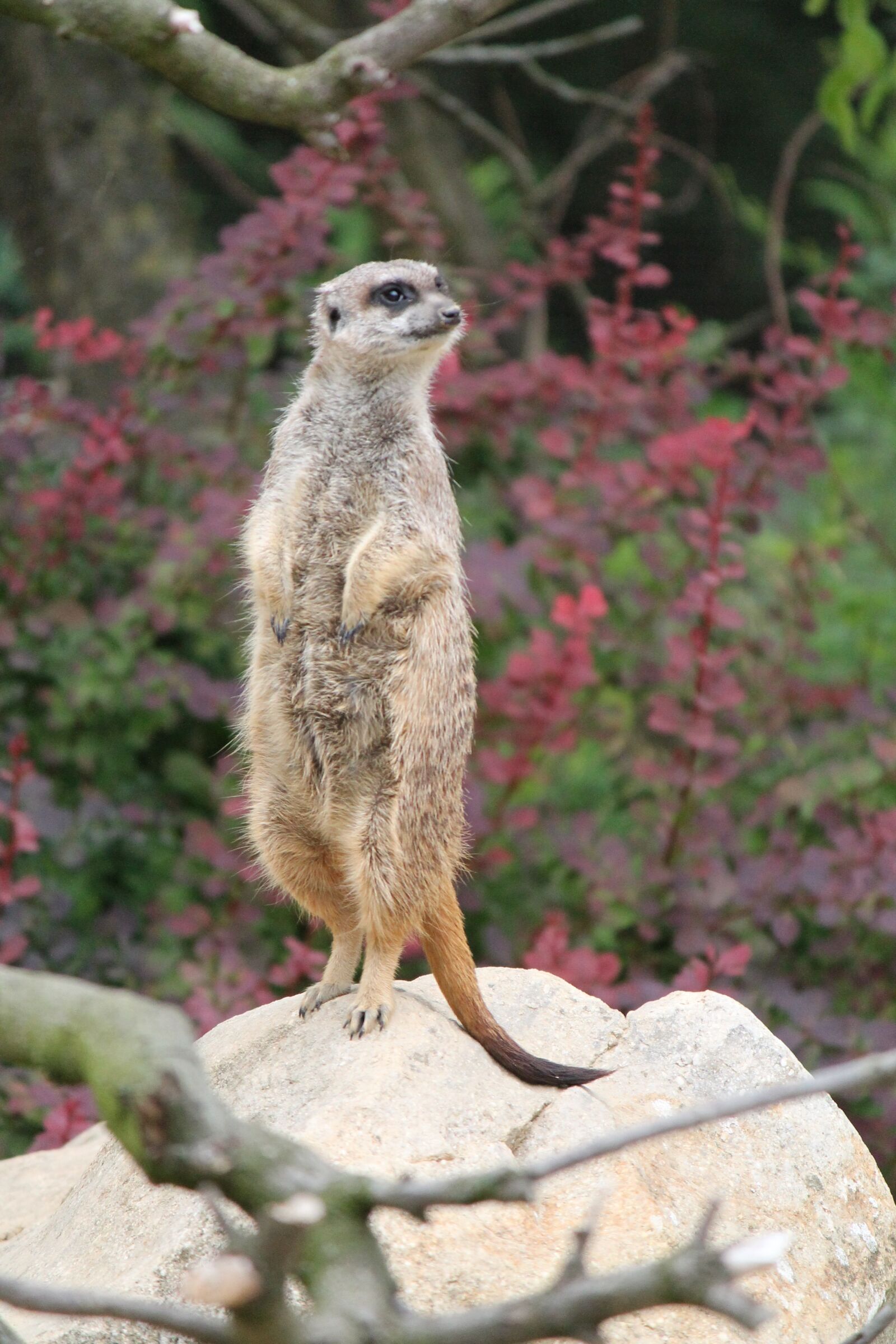 Canon EOS 1100D (EOS Rebel T3 / EOS Kiss X50) sample photo. Meerkat, standing, animal photography