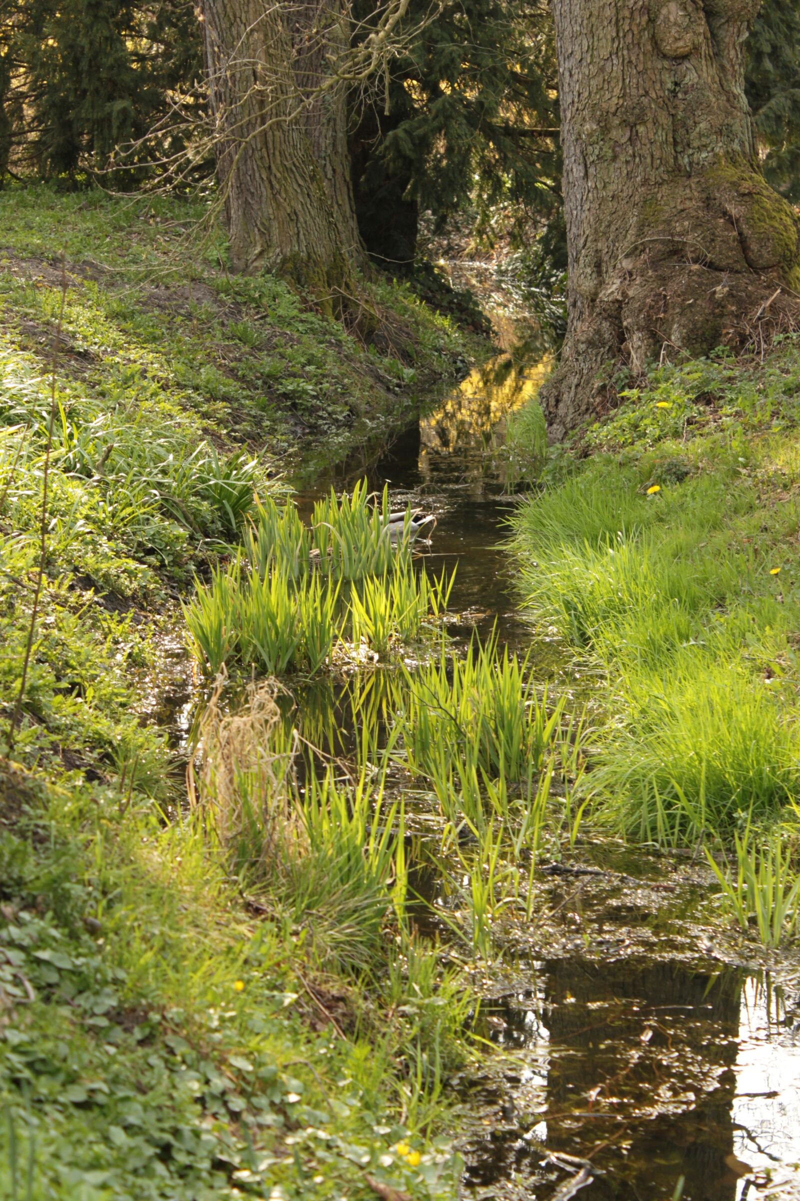 Canon EOS 500D (EOS Rebel T1i / EOS Kiss X3) sample photo. River, the brook, park photography