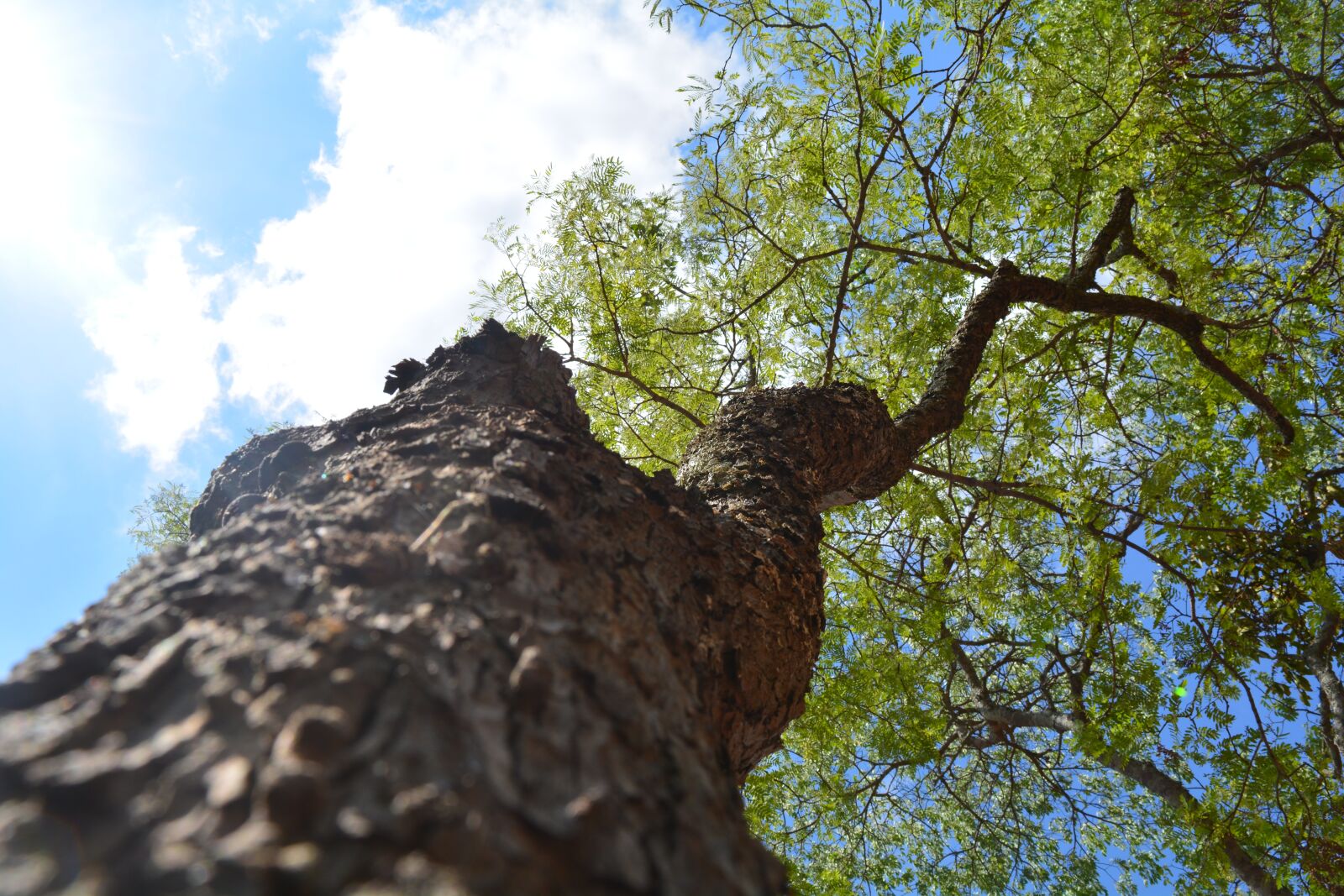 Nikon D5200 sample photo. Tree, forest, nature photography
