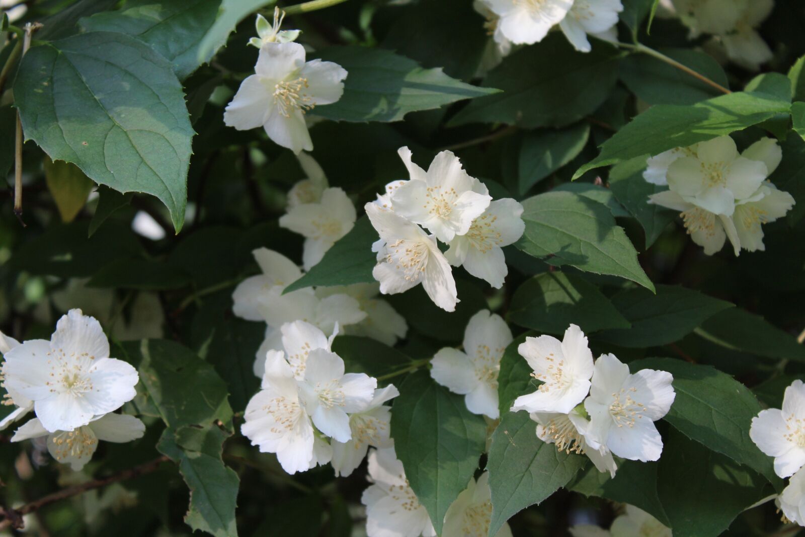 Canon EOS 1200D (EOS Rebel T5 / EOS Kiss X70 / EOS Hi) sample photo. Jasmine, white flowers, summer photography