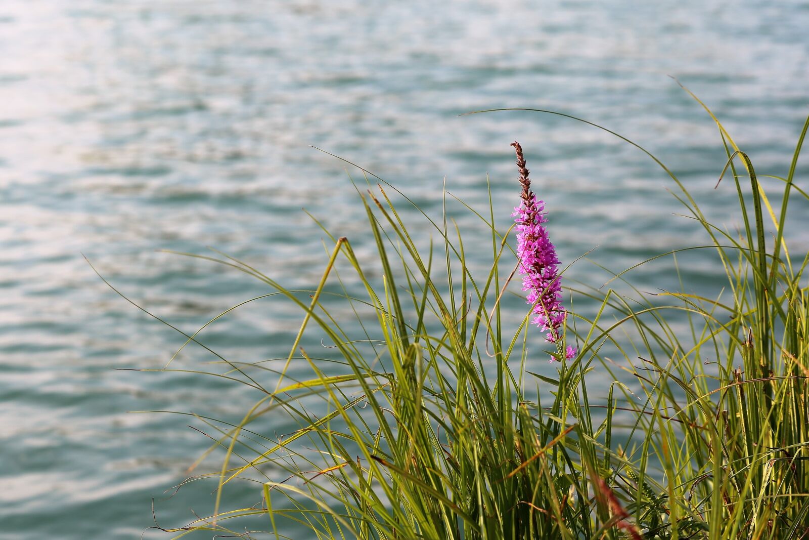 Canon EF 70-300 F4-5.6 IS II USM sample photo. Lake, water, cane photography