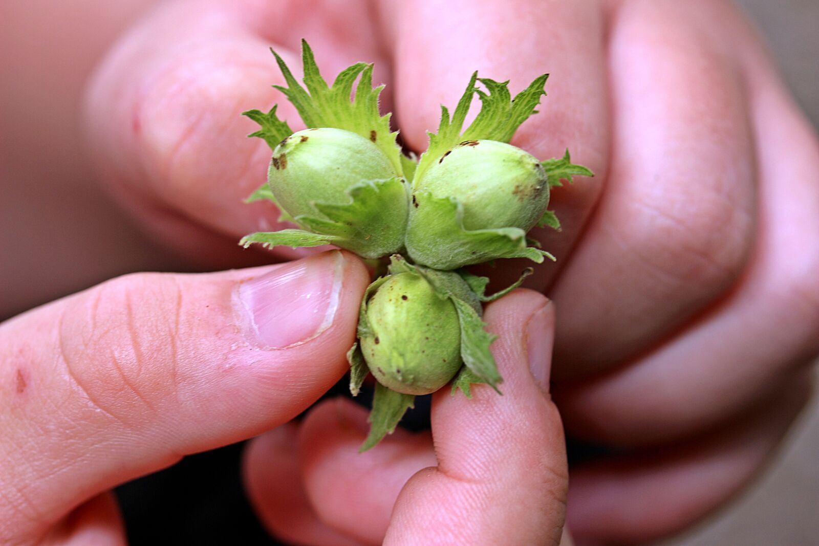 Canon EOS 650D (EOS Rebel T4i / EOS Kiss X6i) sample photo. Nuts, hazelnuts, hands photography