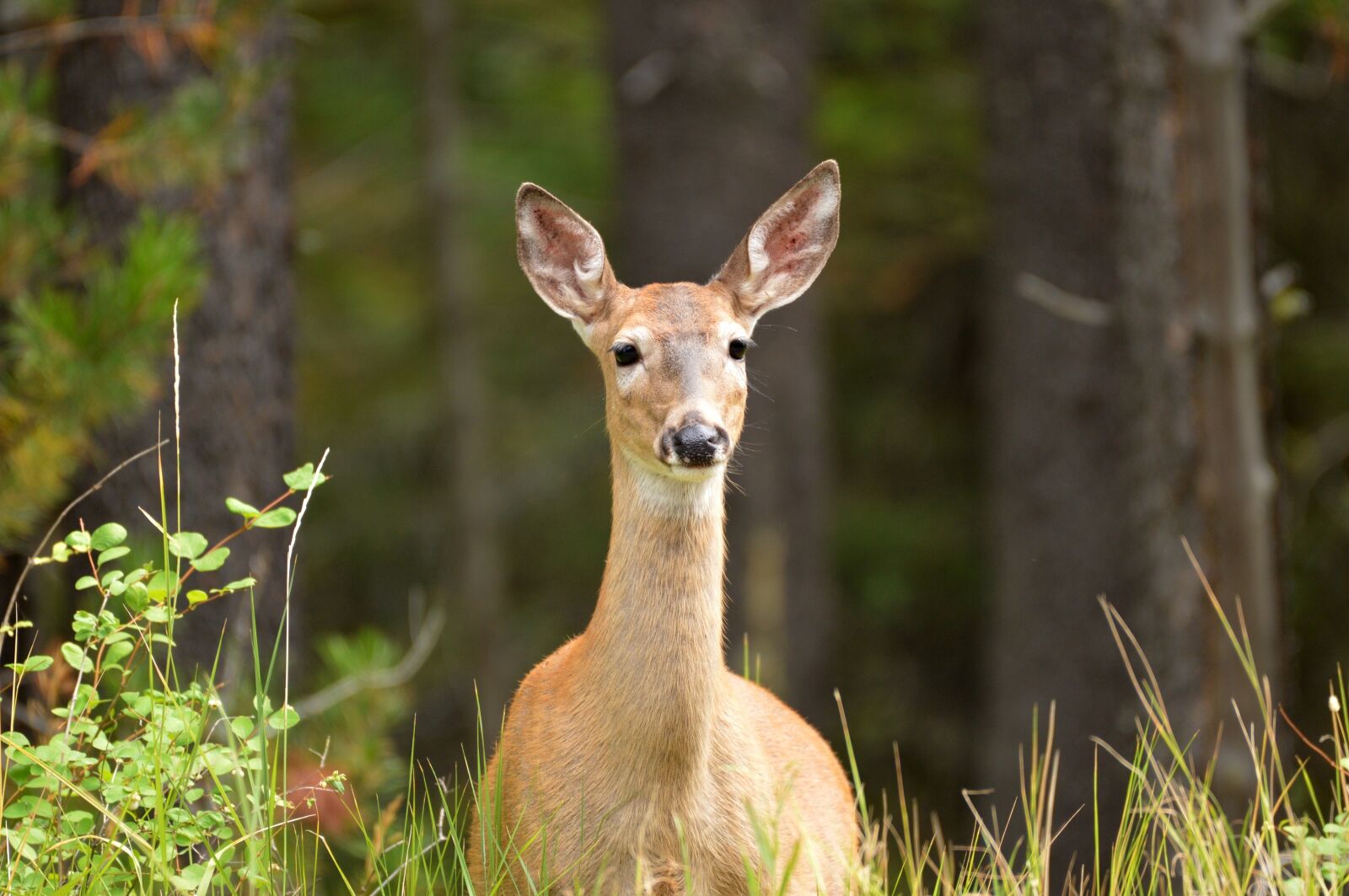 Nikon D3200 sample photo. Deer, white tailed, doe photography