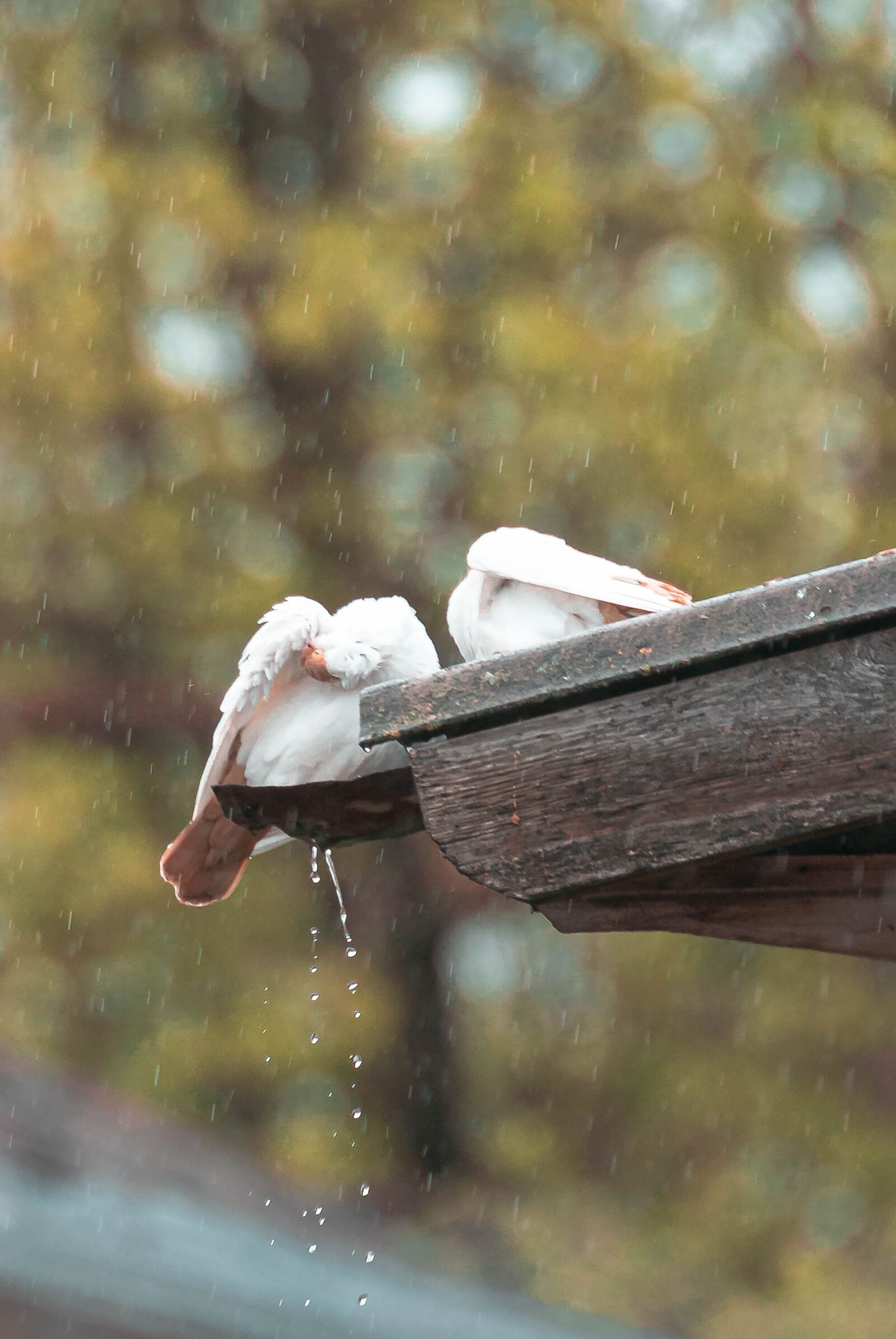 Sony Alpha DSLR-A230 sample photo. Dove, rain, drops photography
