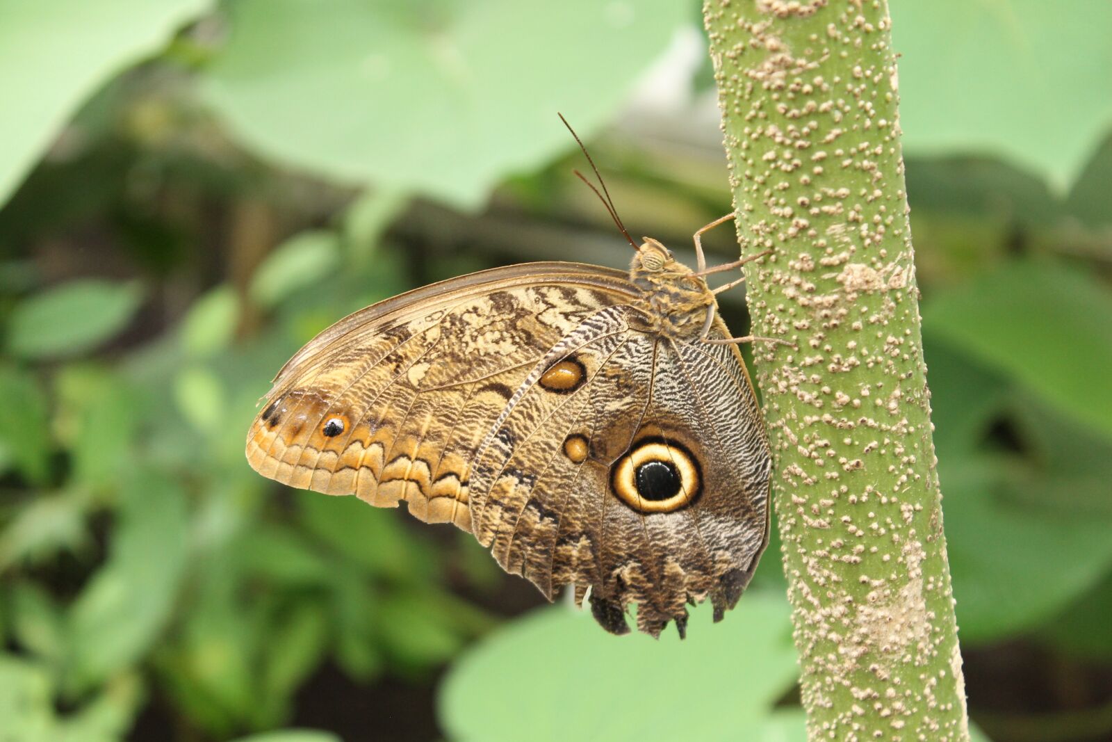 Canon EOS 1100D (EOS Rebel T3 / EOS Kiss X50) sample photo. Butterfly, nature, insect photography