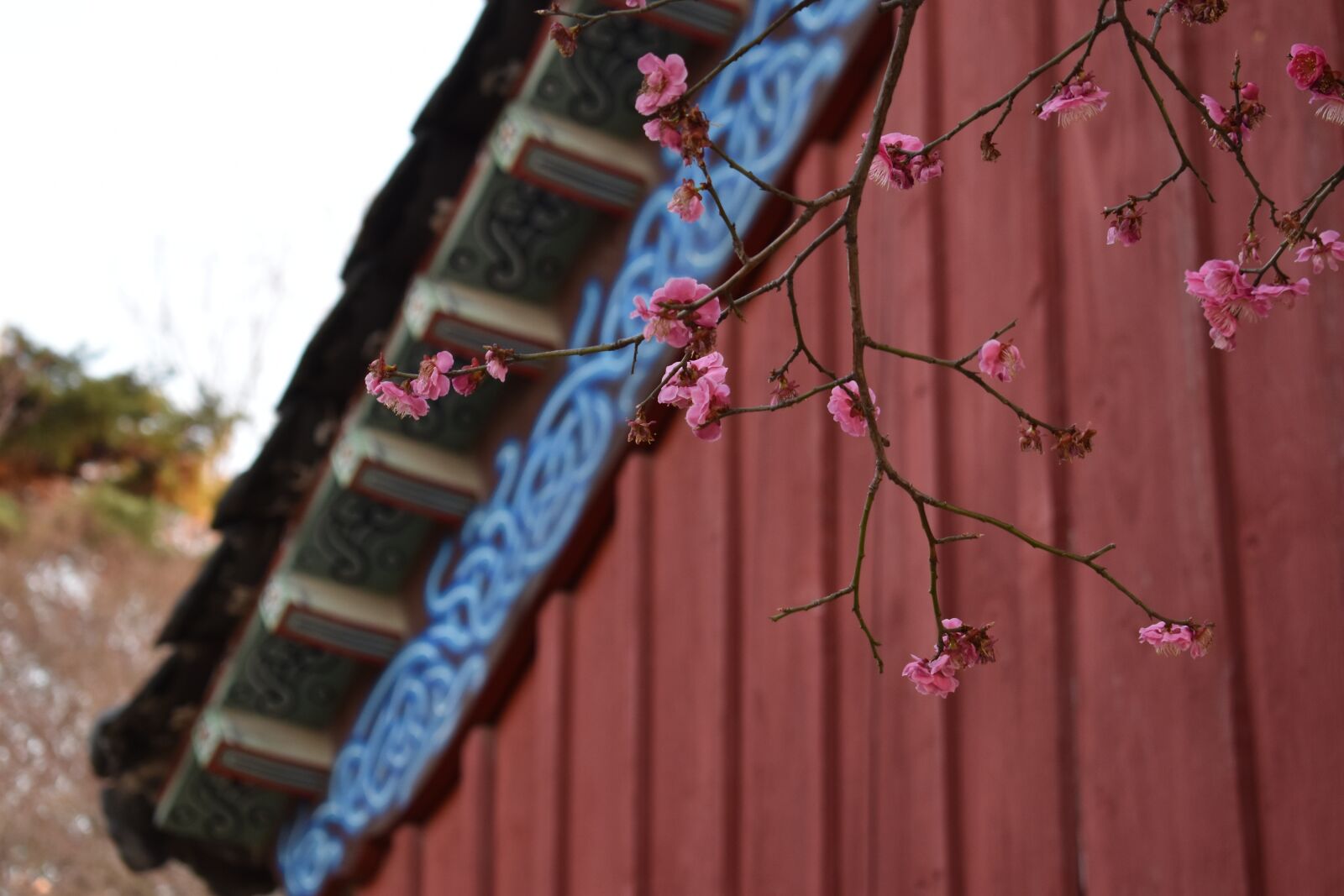 Nikon D5600 sample photo. Flower, blossom, seoul photography