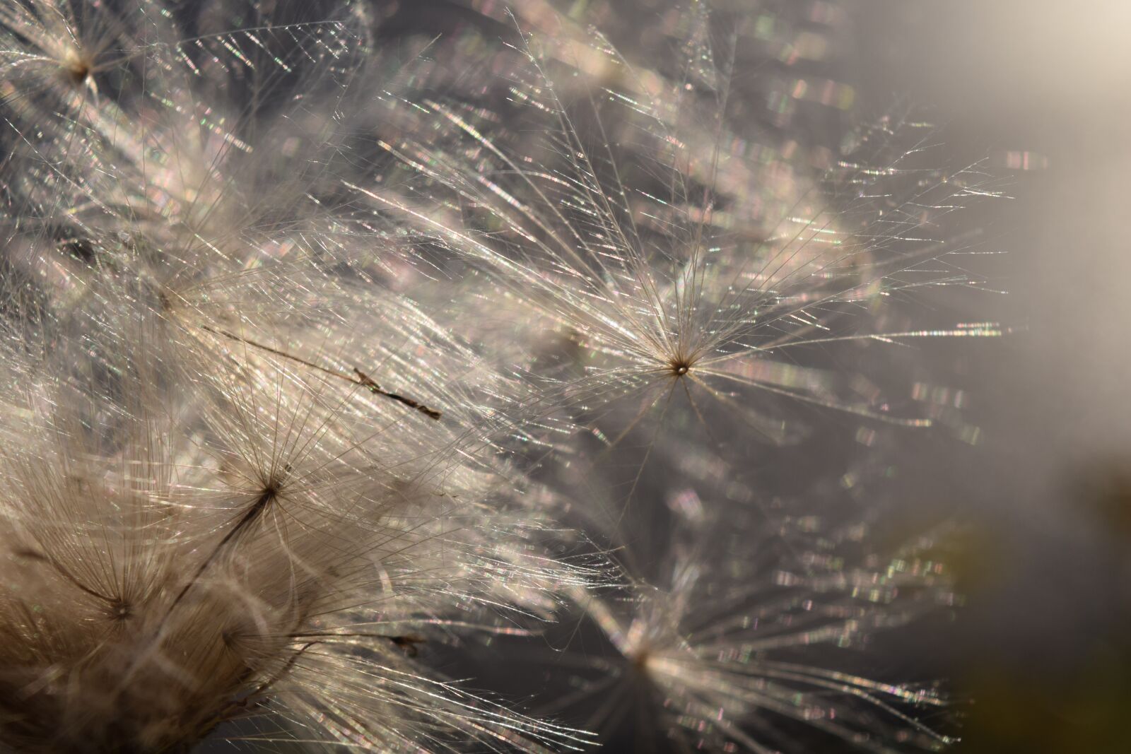 Nikon D3300 sample photo. Flying seeds, backlighting, wind photography