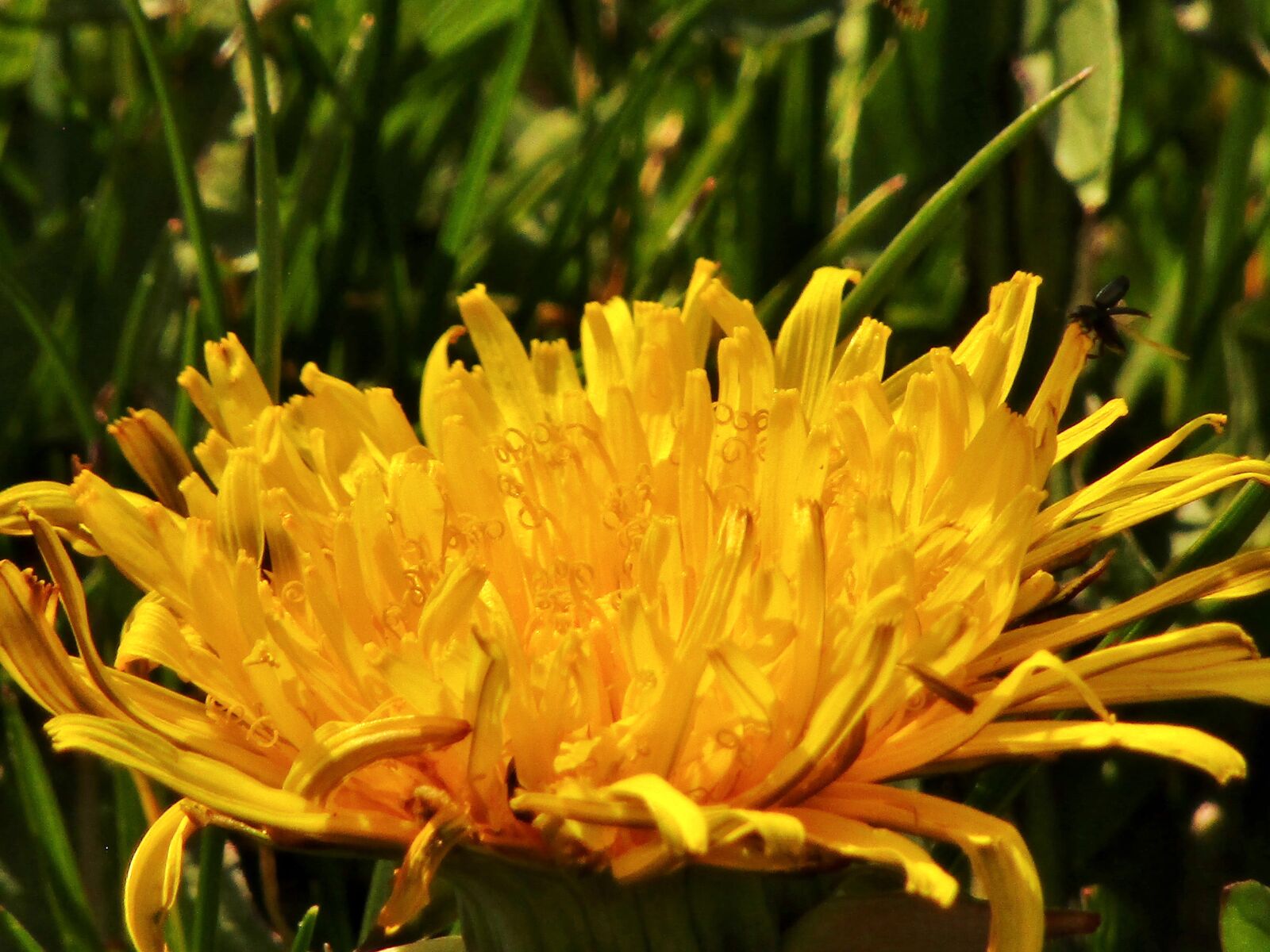 Canon POWERSHOT SX432 IS sample photo. Spring, dandelion, close up photography