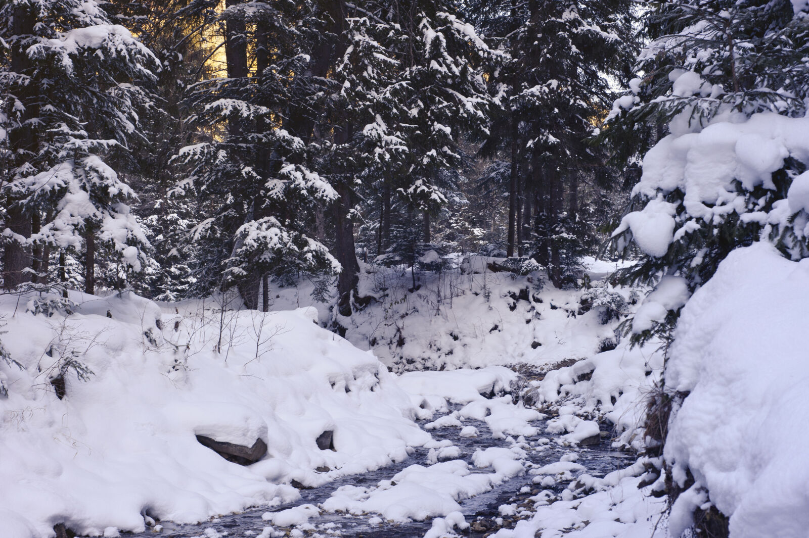 Nikon D700 sample photo. Cold, conifer, conifers, day photography