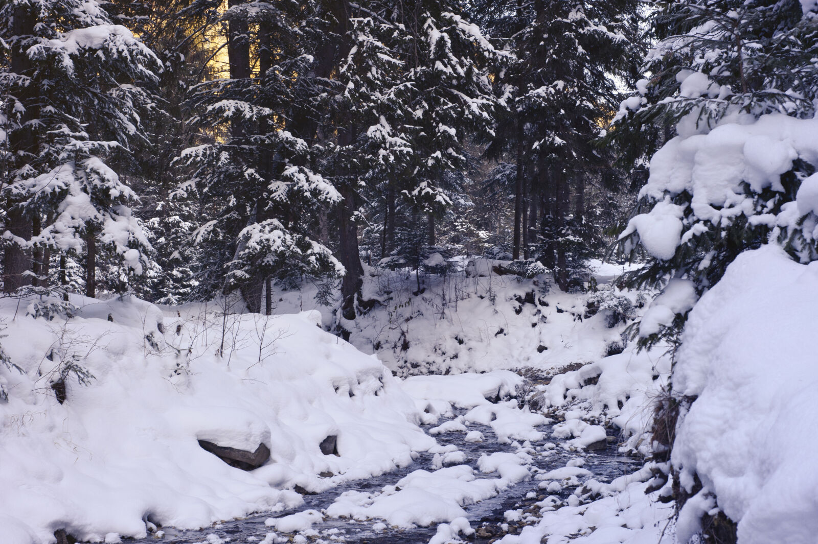 Nikon D700 + Nikon AF Nikkor 50mm F1.8D sample photo. Cold, conifer, conifers, day photography