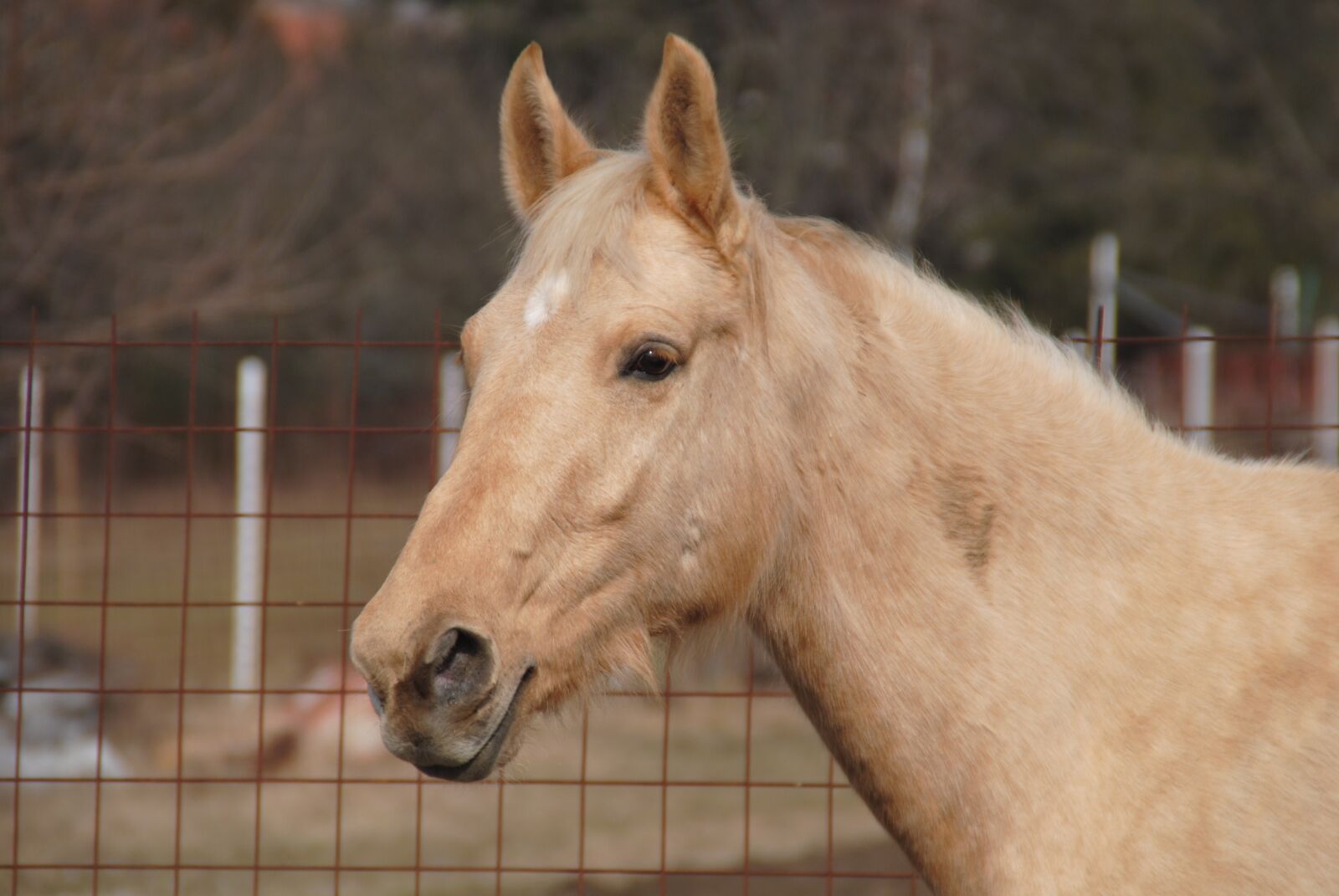 Nikon D3000 sample photo. Horse, plavý, animal photography