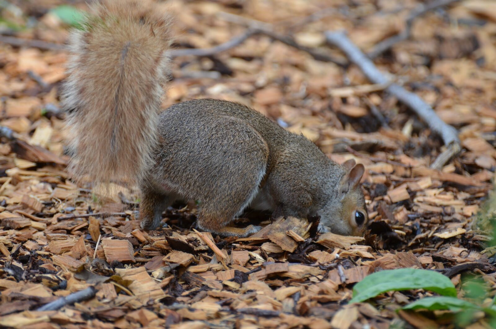 Nikon D5100 sample photo. Squirrel, rodent, animal photography
