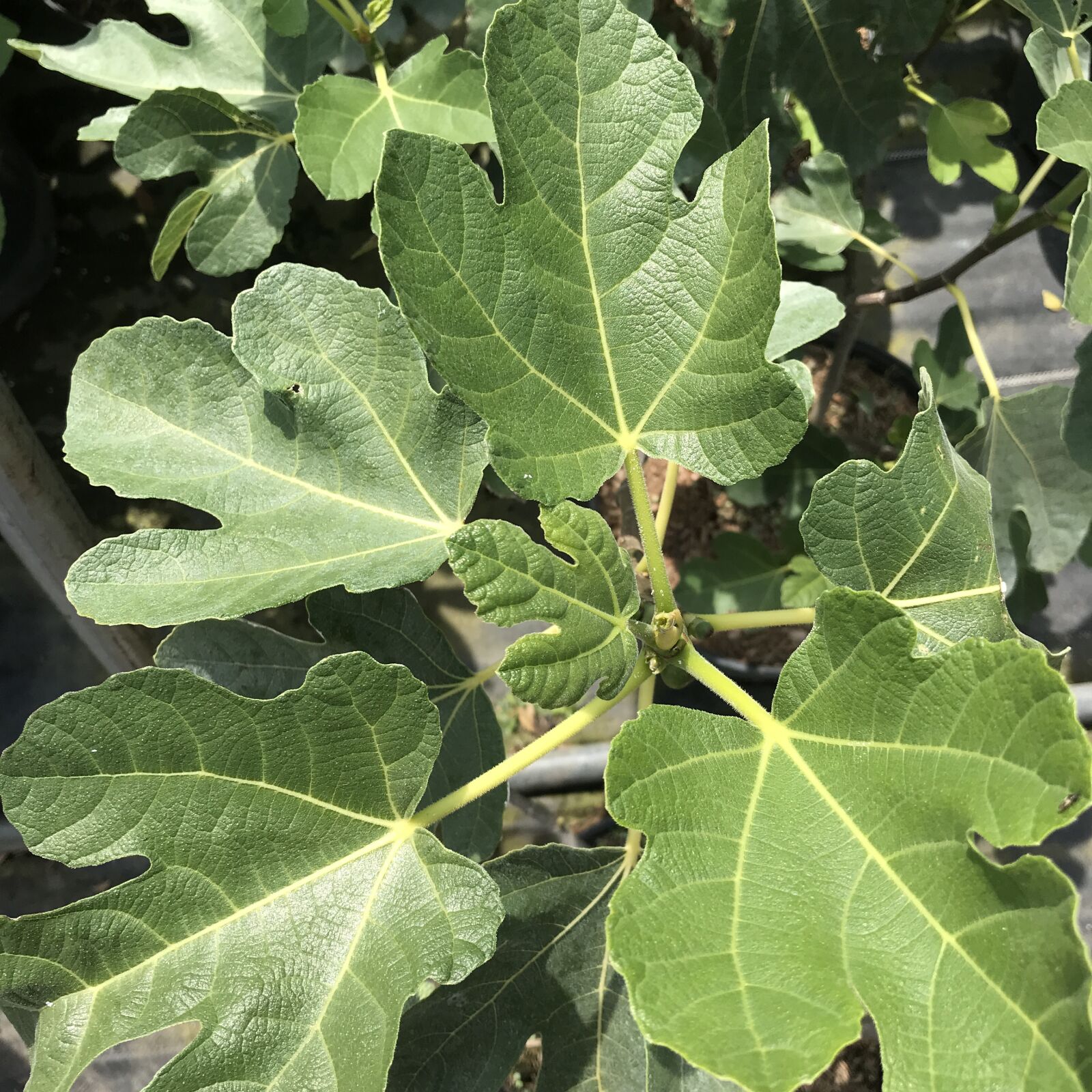 iPhone 7 back camera 3.99mm f/1.8 sample photo. Vijgboom, figs, plants photography