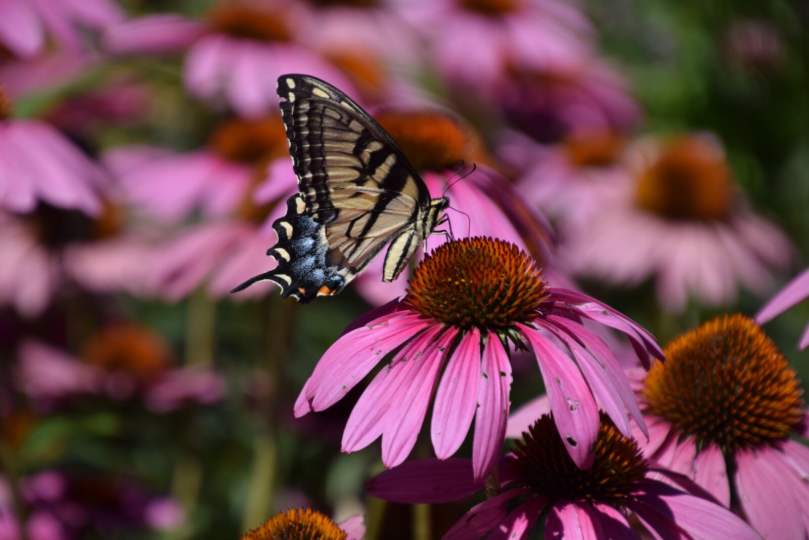 Nikon D5300 sample photo. Butterfly, nature, flower photography