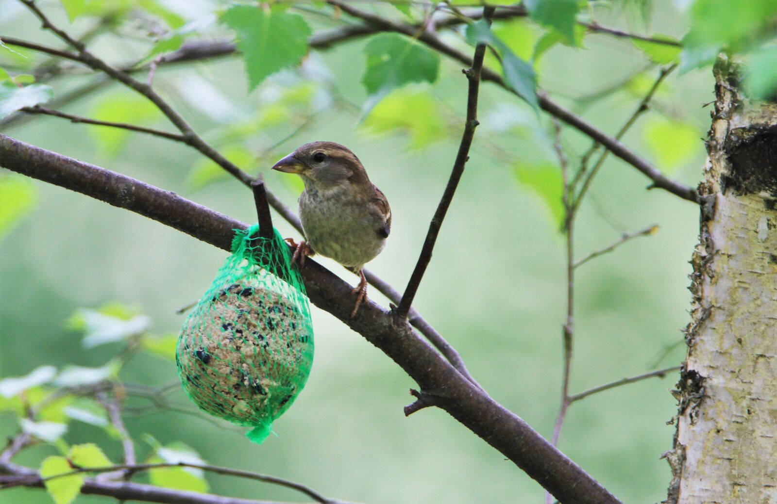 Tamron SP 150-600mm F5-6.3 Di VC USD sample photo. Sparrow, bird, songbird photography