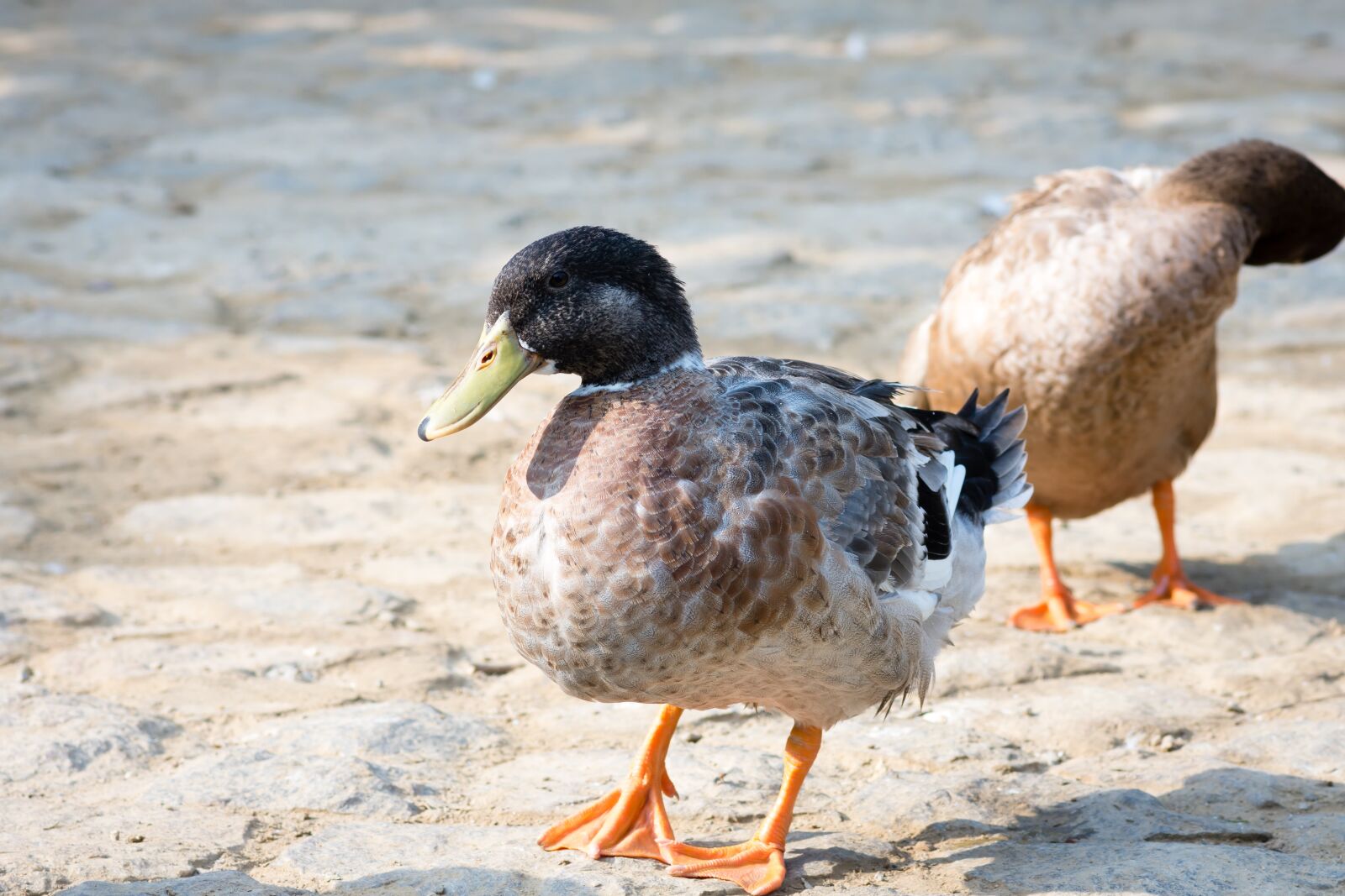 Nikon D7200 sample photo. Duck, swan, bird photography