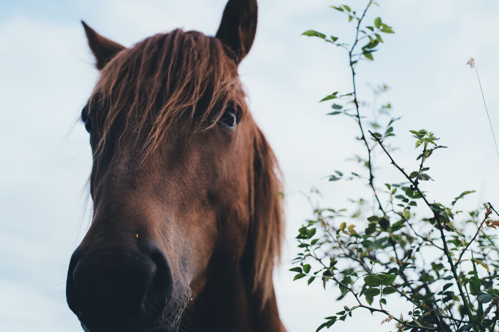 Nikon D4S sample photo. Animal, close-up, head photography