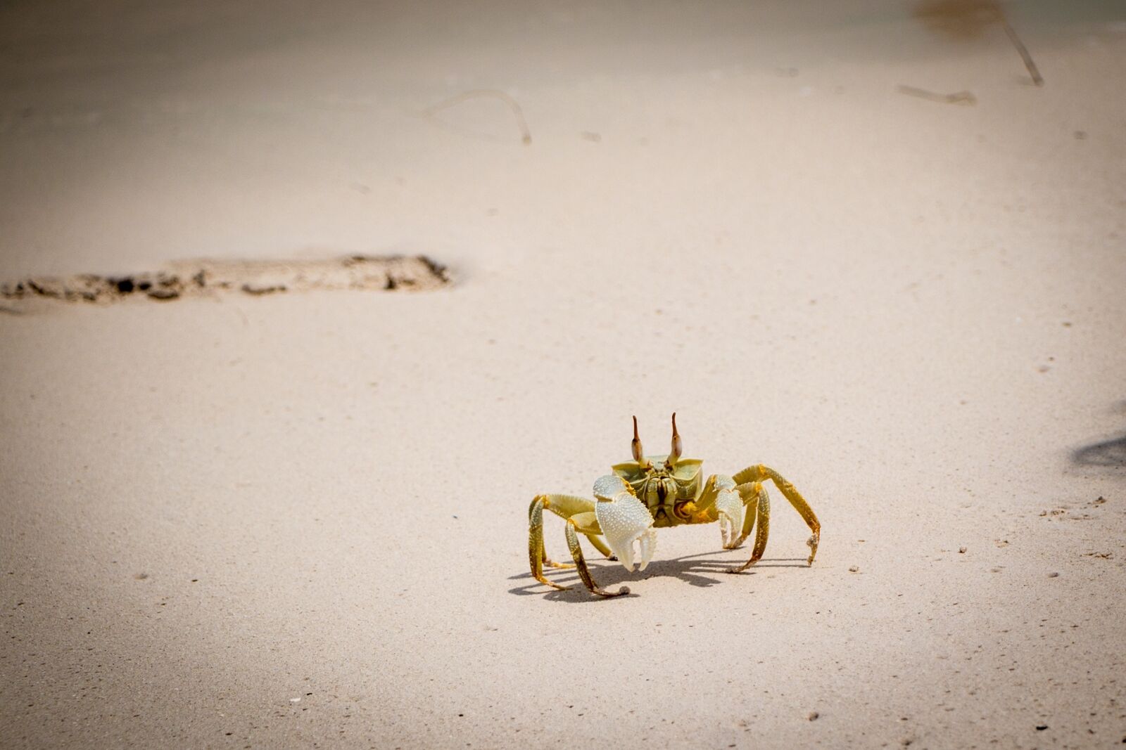 Canon EOS 70D sample photo. Maldives, sand, beach photography